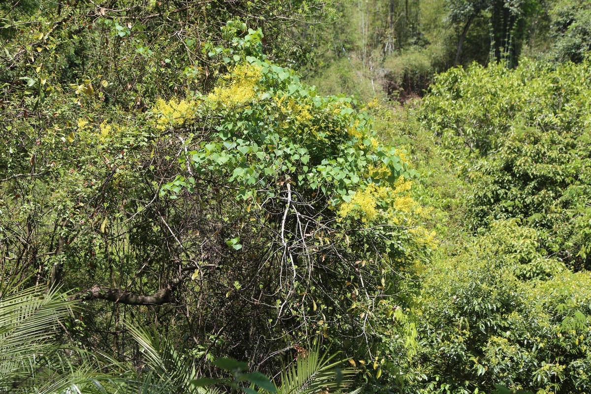 金雀花清除促进森林再生与生物多样性