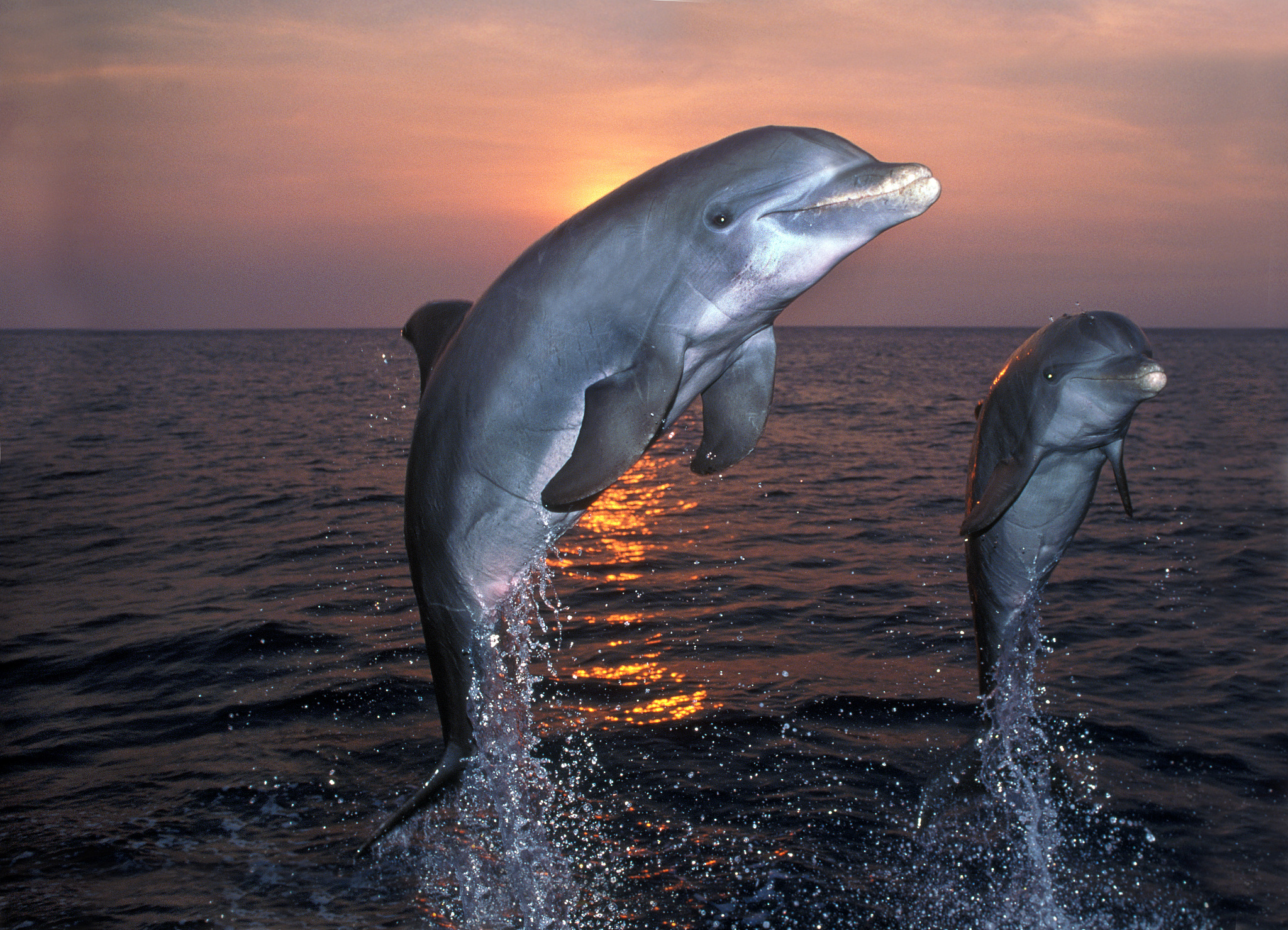 白鳍豚灭绝了吗？现状及保护措施
