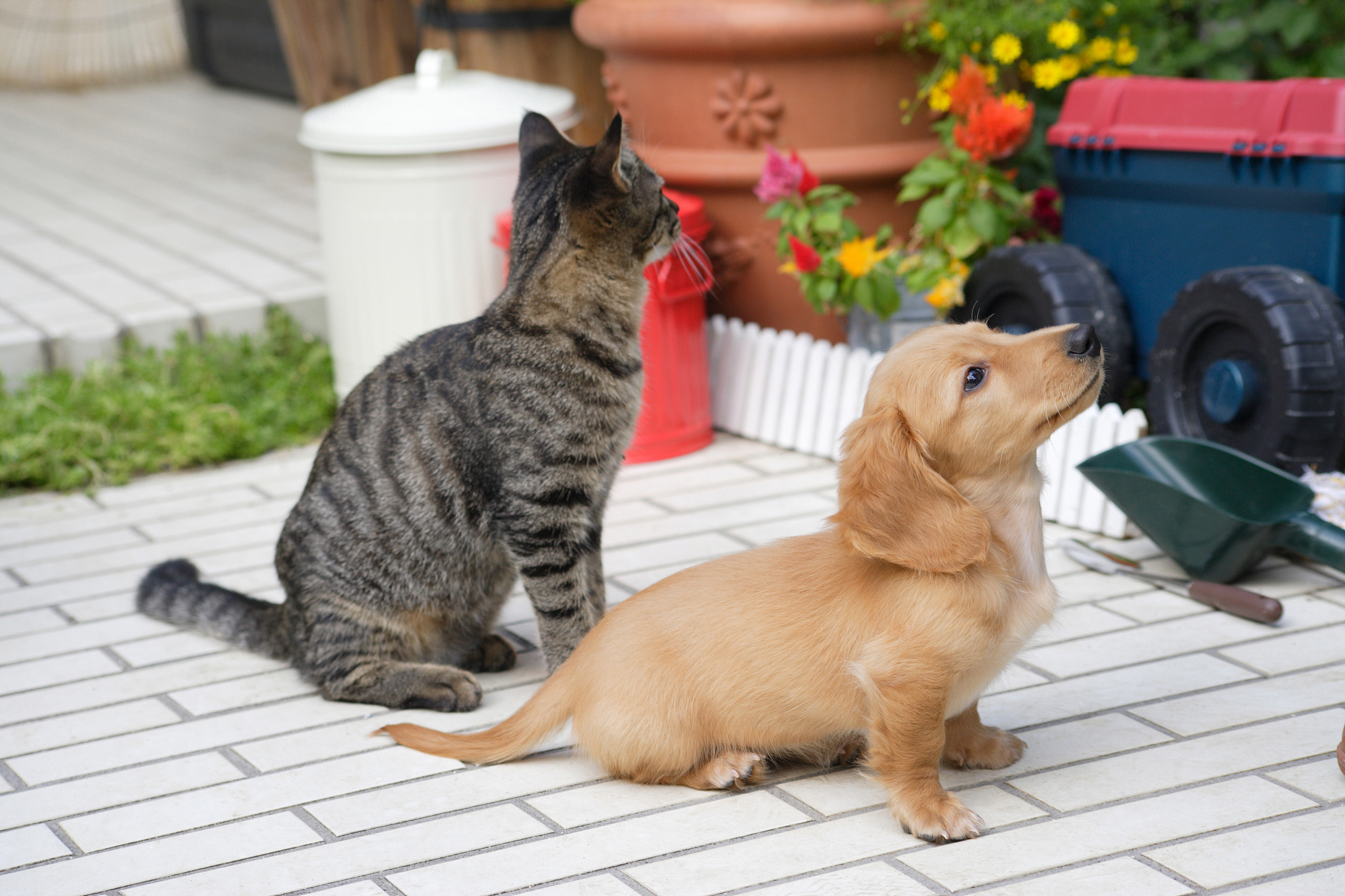 养狗好还是养猫好