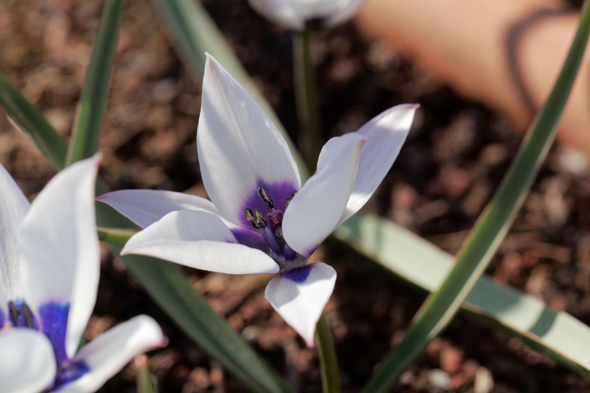 flower of the wild tulip, tulipa humilis