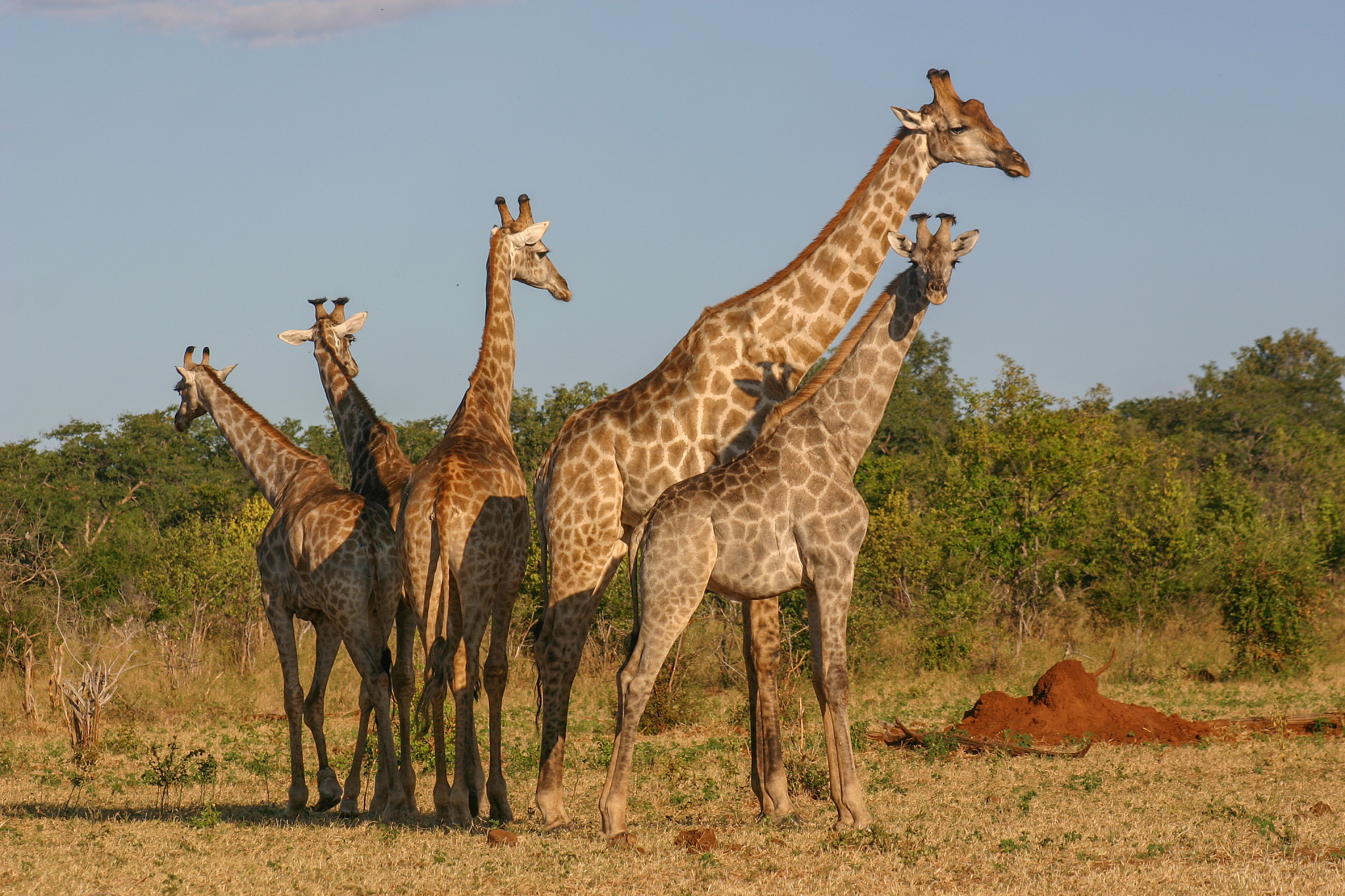 a herd of giraffe in the african bush