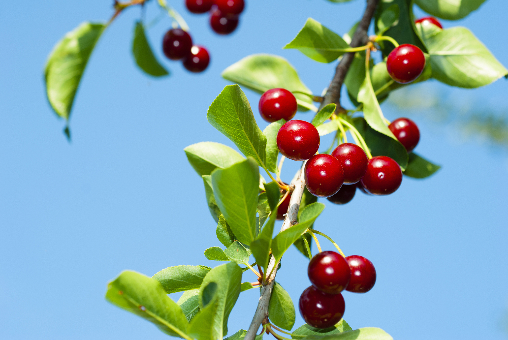 cherry