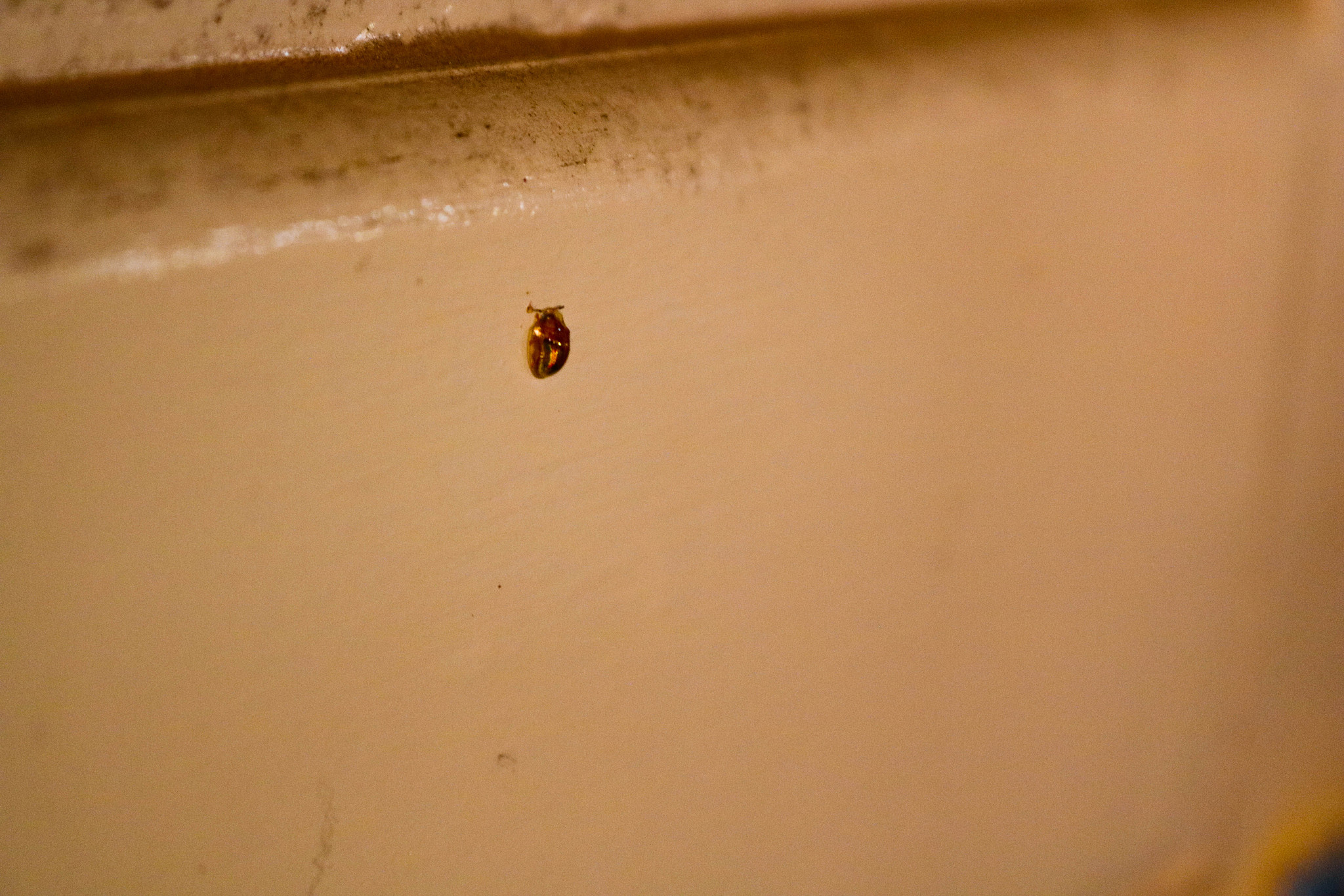 insect