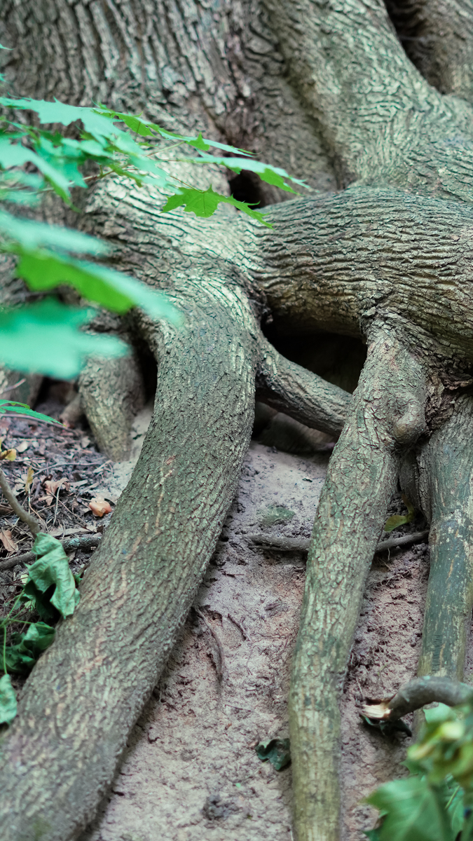 Journal of Soil Science and Plant Nutrition: 领先的土壤学和植物营养学期刊