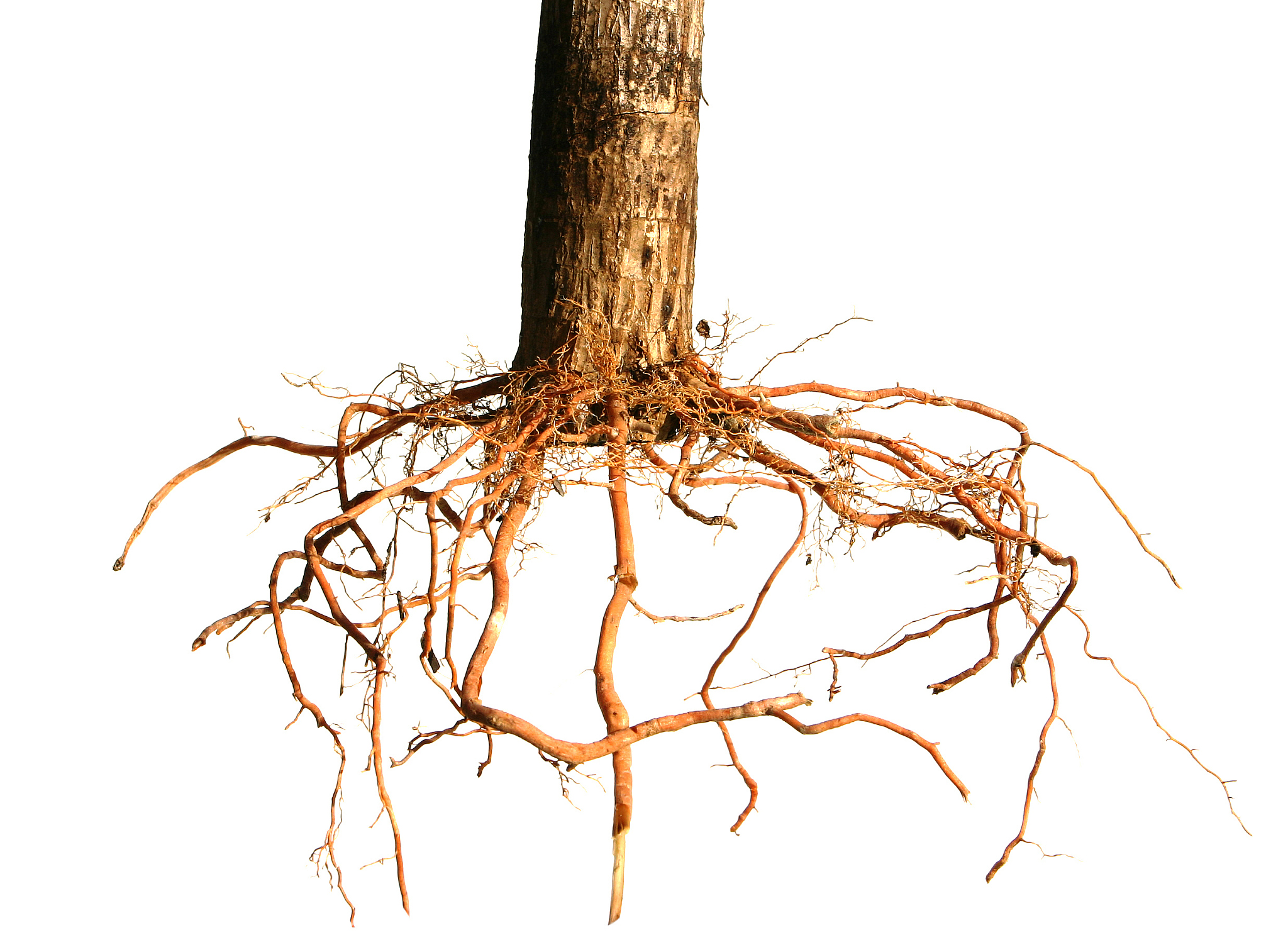 根瘤形成（Nodulation）：植物与微生物的奇妙共生关系