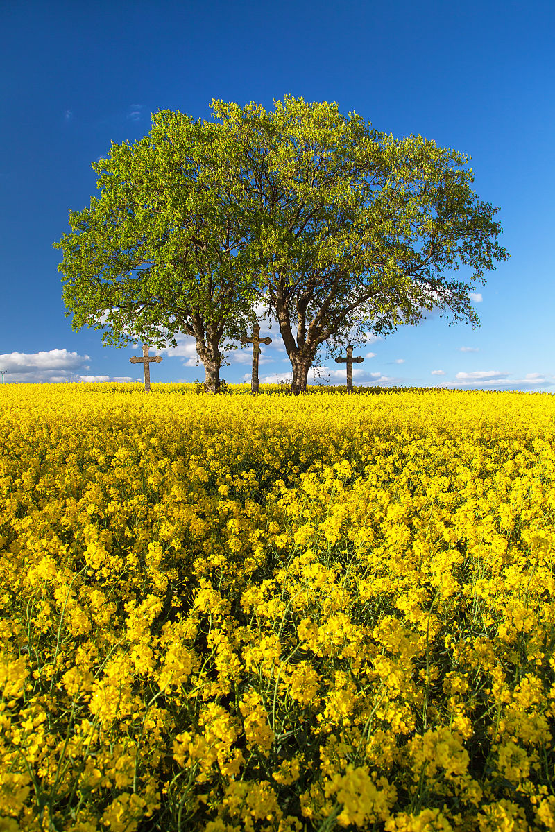 题目描述作物杂交是作物栽培中重要的一步。已知有 �N 种作物 编号 11 至 �N 第 �i 种作物从播种到成熟的时间为 ��T i 。作物之间两两可以进行杂交杂交时间取两种中时间较长的一方。如作物 A 种植时间为 5 天作物 B 种植时间为 7 天则 AB 杂交花费的时间为 7 天。作物杂交会产生固定的作物新产生的作物仍然属于 �N 种作物中的一种。初始时拥有其中 �M 种作物的种子 数量无限