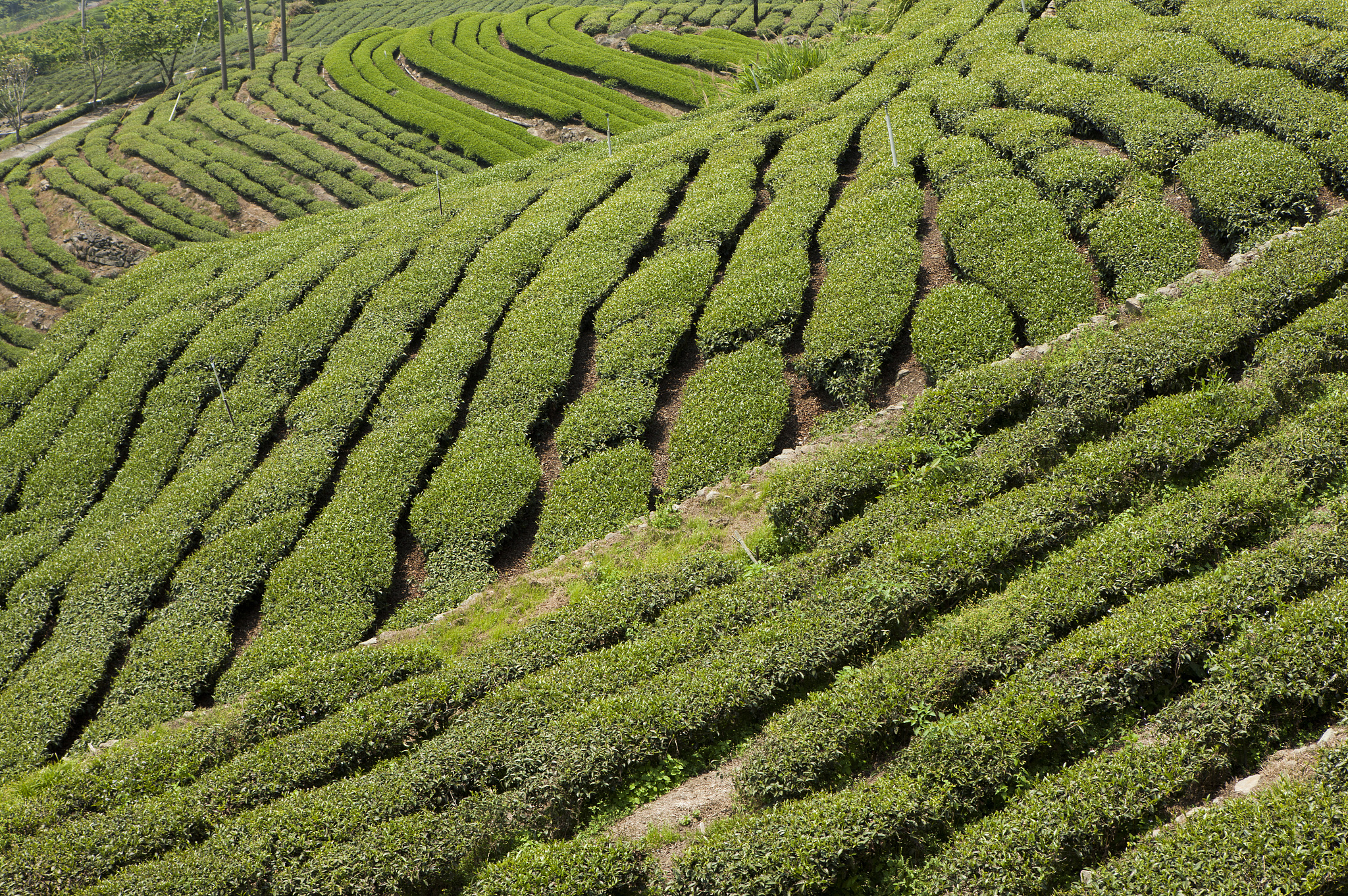 阿里山风景区,阿里山,嘉义,台湾,亚洲,茶树,茶园