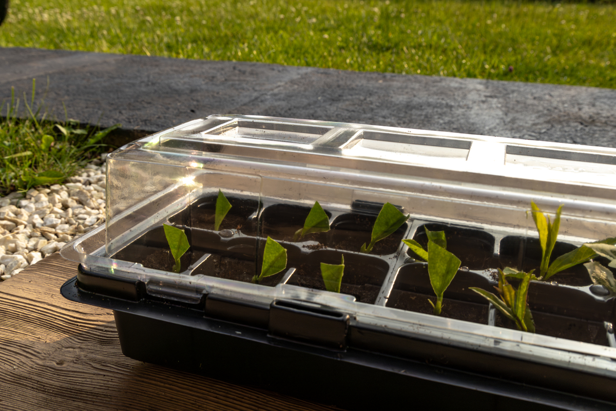 水培叶菜装备技术详解 - 从器材选择到病虫害防治