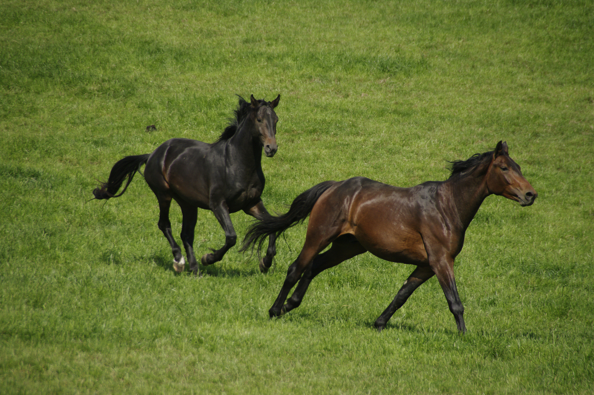 running horses