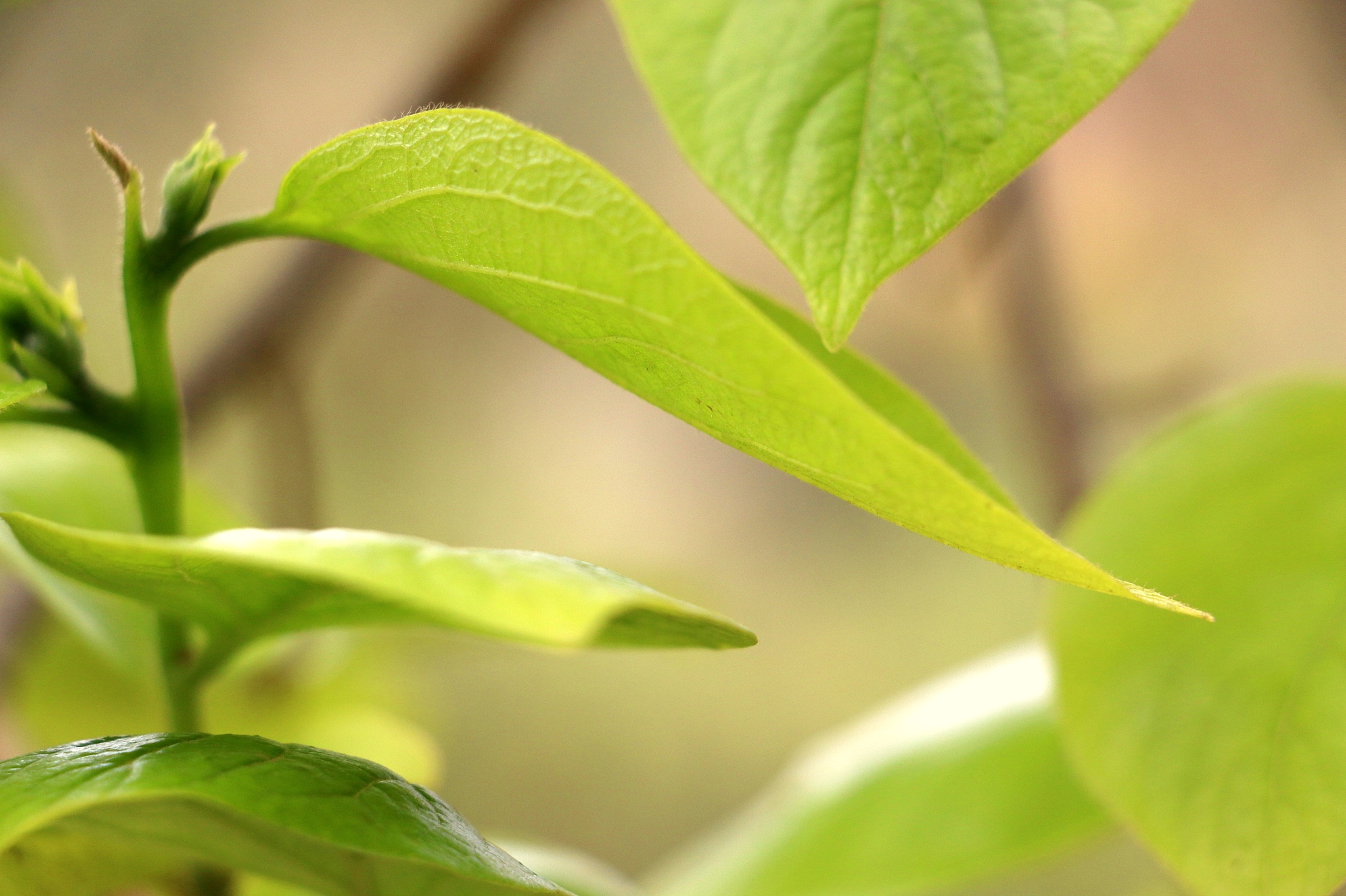 张玉萍名字解析：寓意高贵、美丽、清新