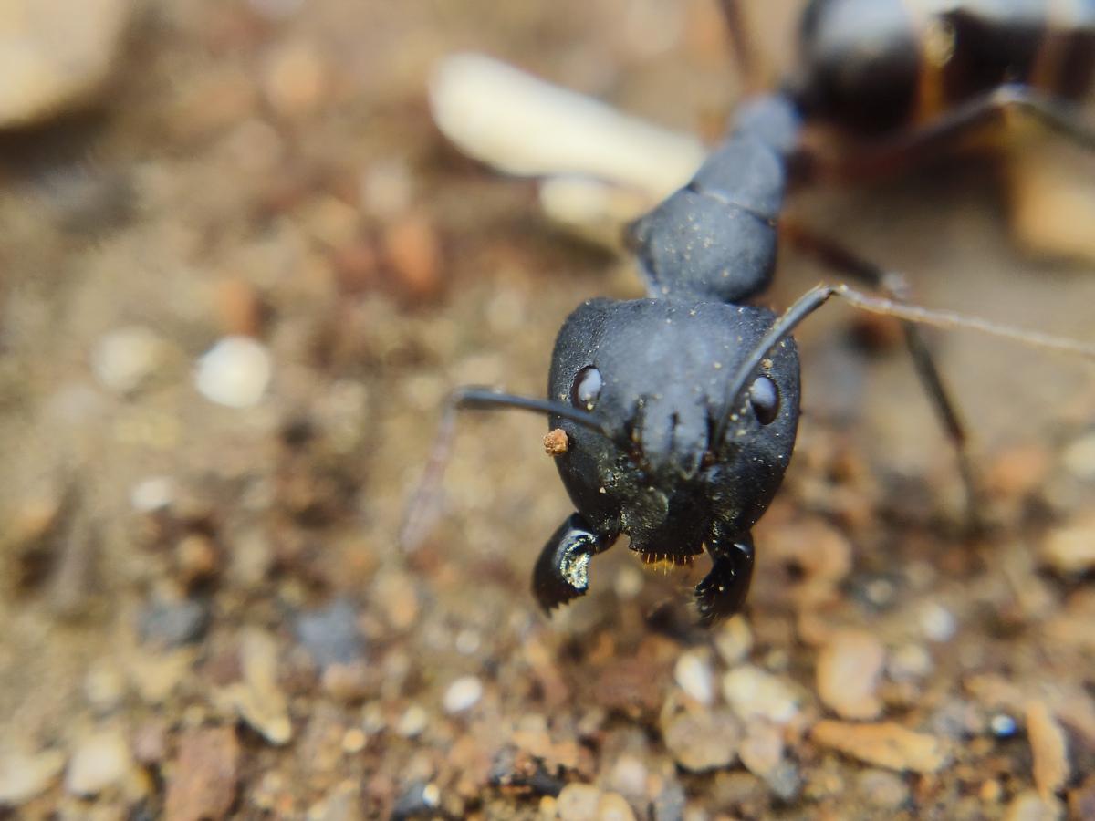 车边总是有大蚂蚁怎么回事 200字