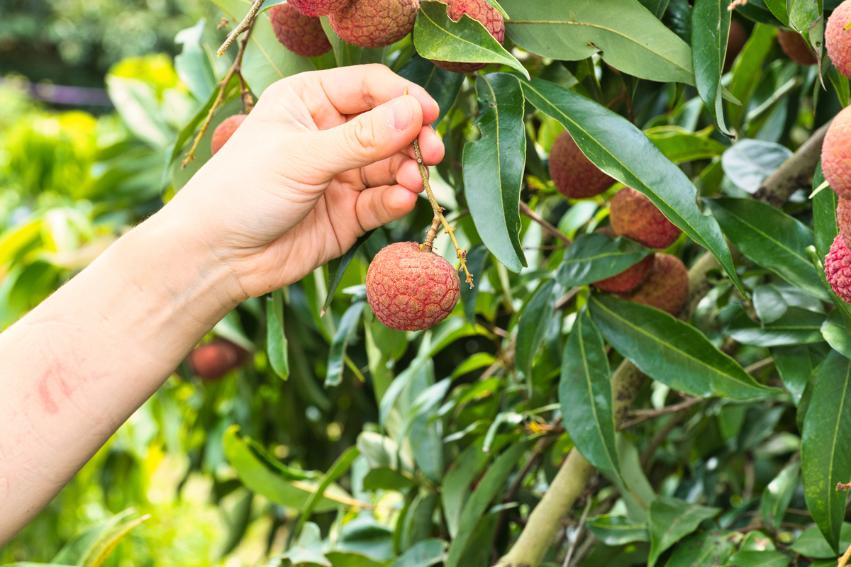 荔枝水果公司 - 湛江种植基地，优质荔枝批发供应