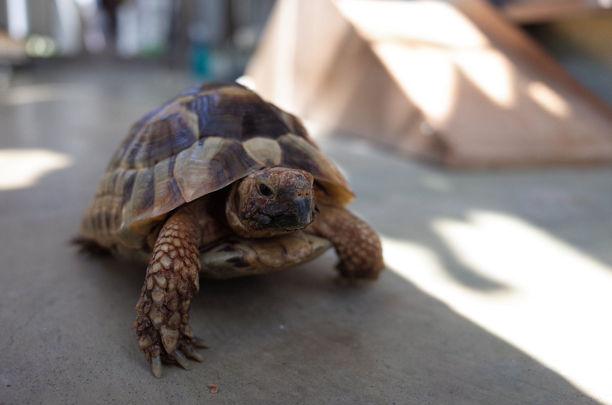 a tortoise