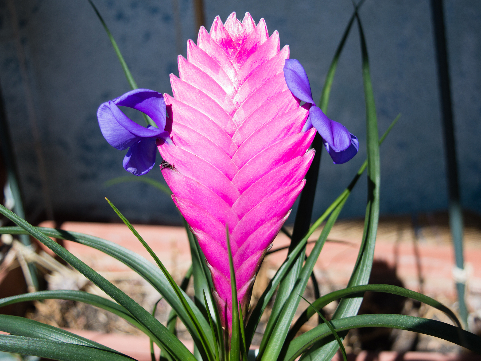 pink quill plant with flowers