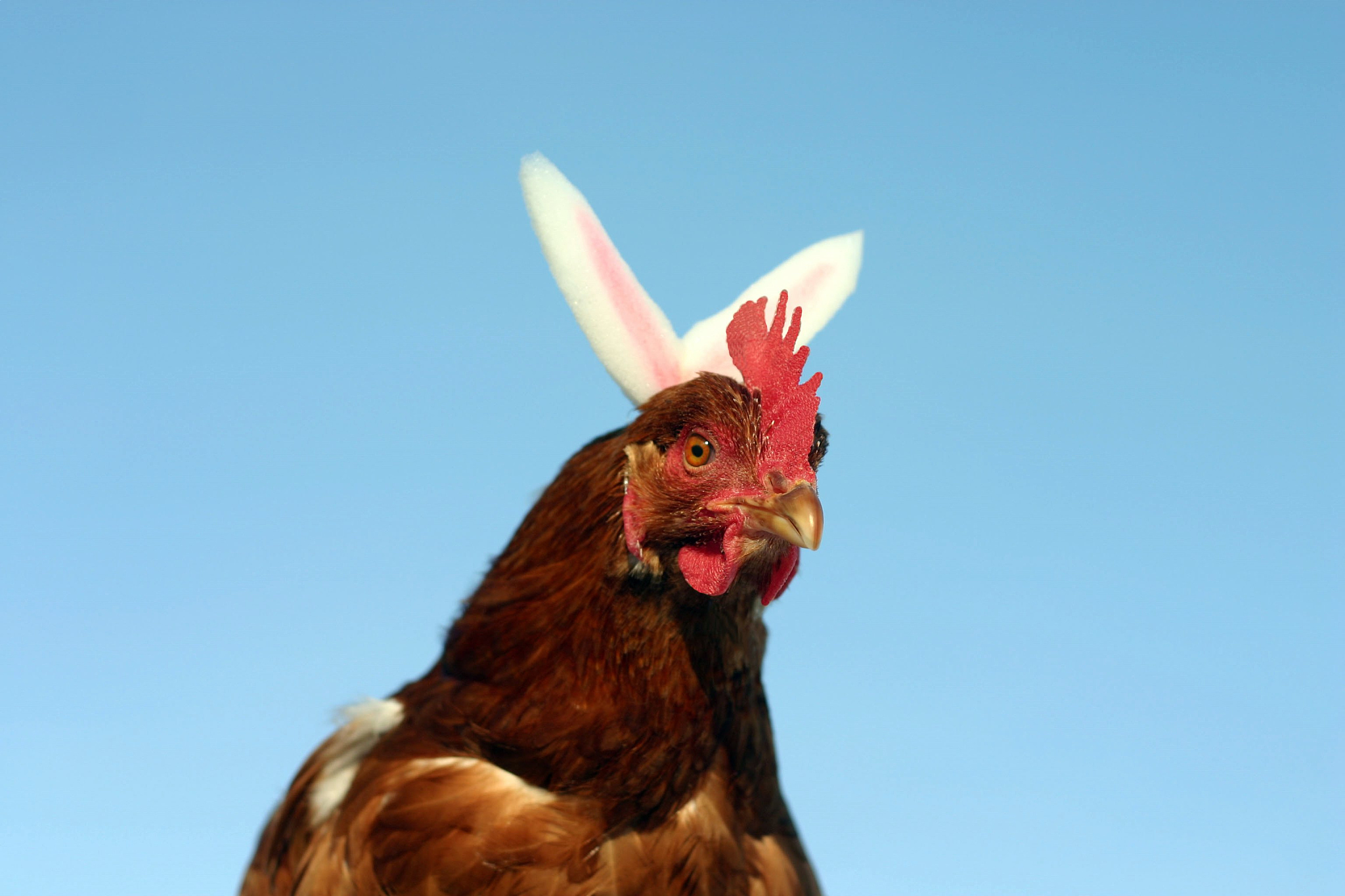 easter chicken