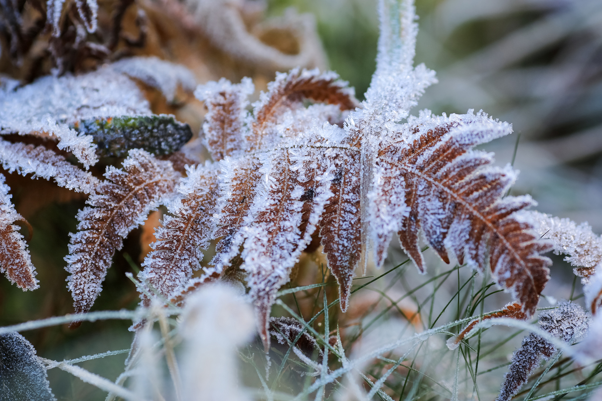 气候变化下花期与霜冻风险的关系