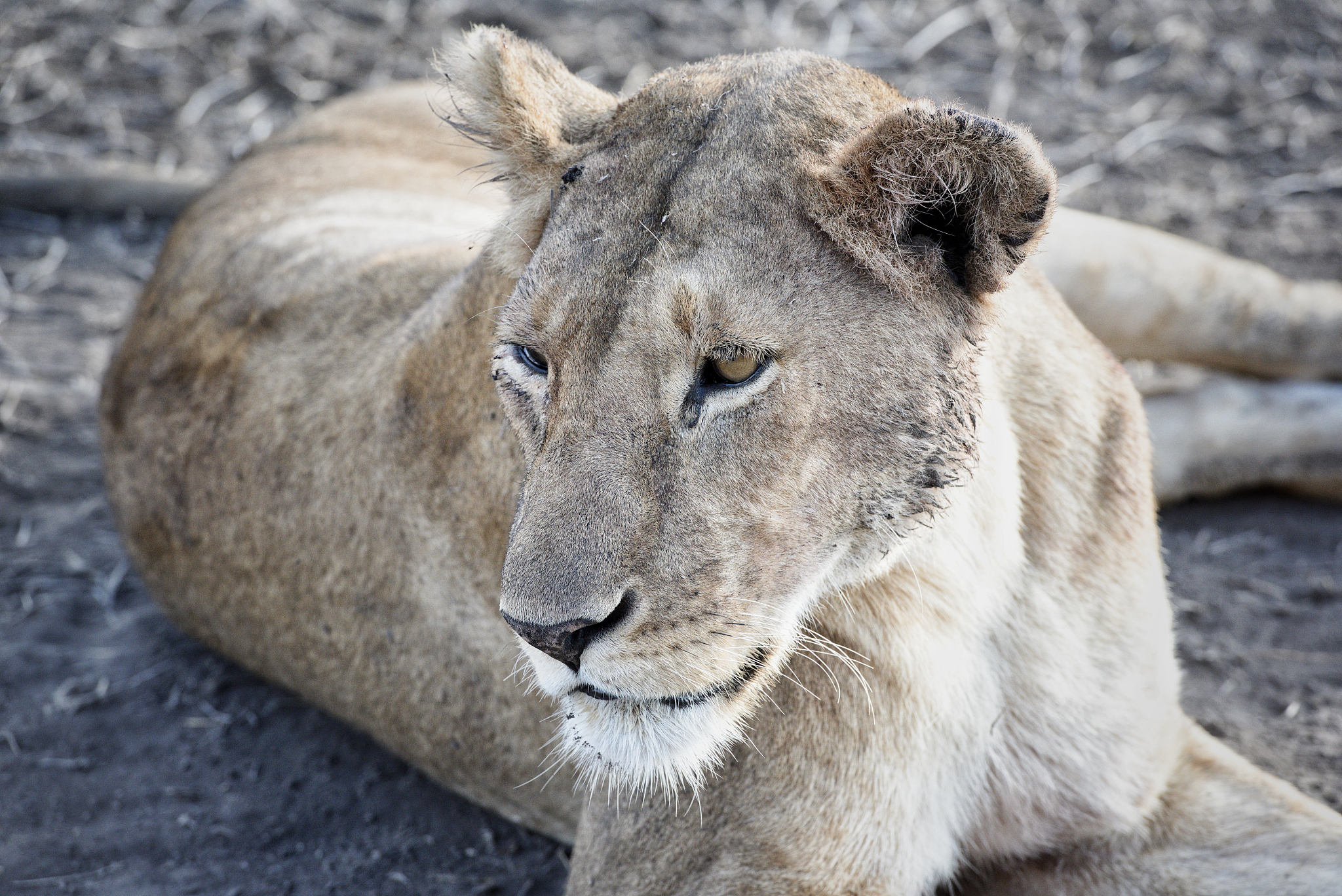 herd of lionesses with their cubs resting after a hard night of 