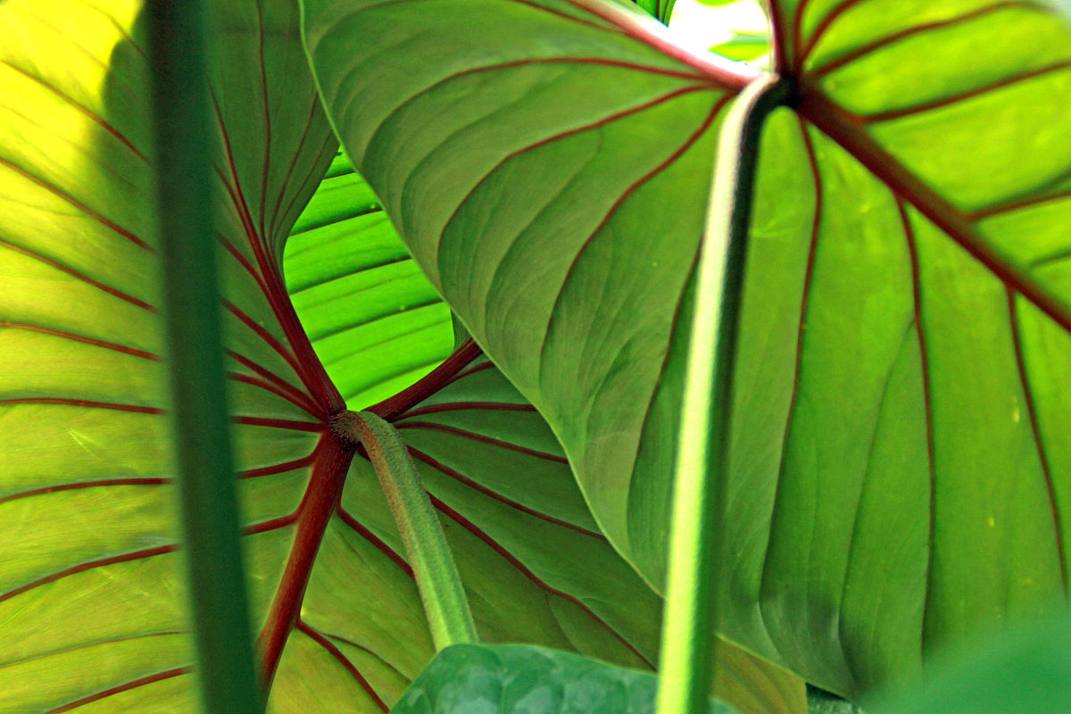 竹类植物的茎和<strong>叶</strong>