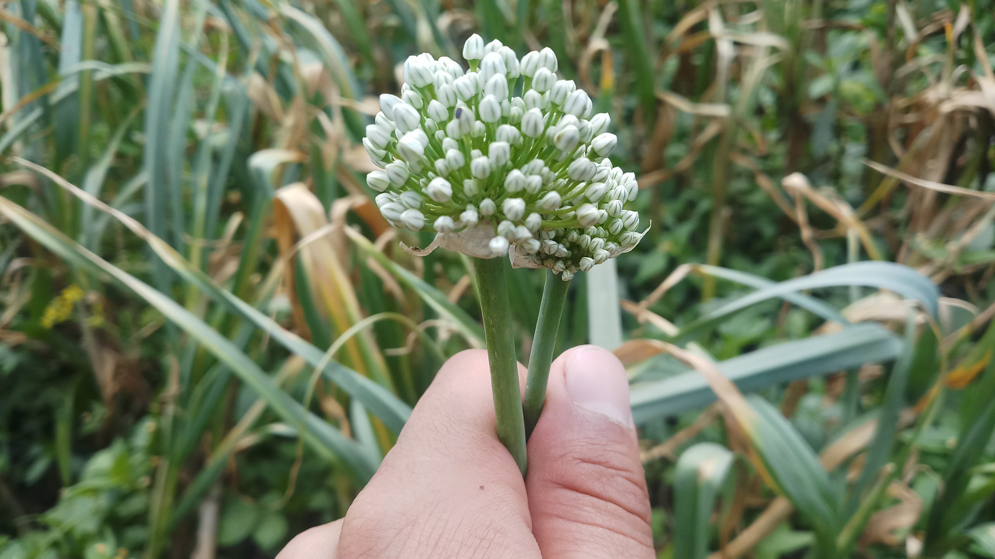 may 4, 2019: onion/spring time/ background