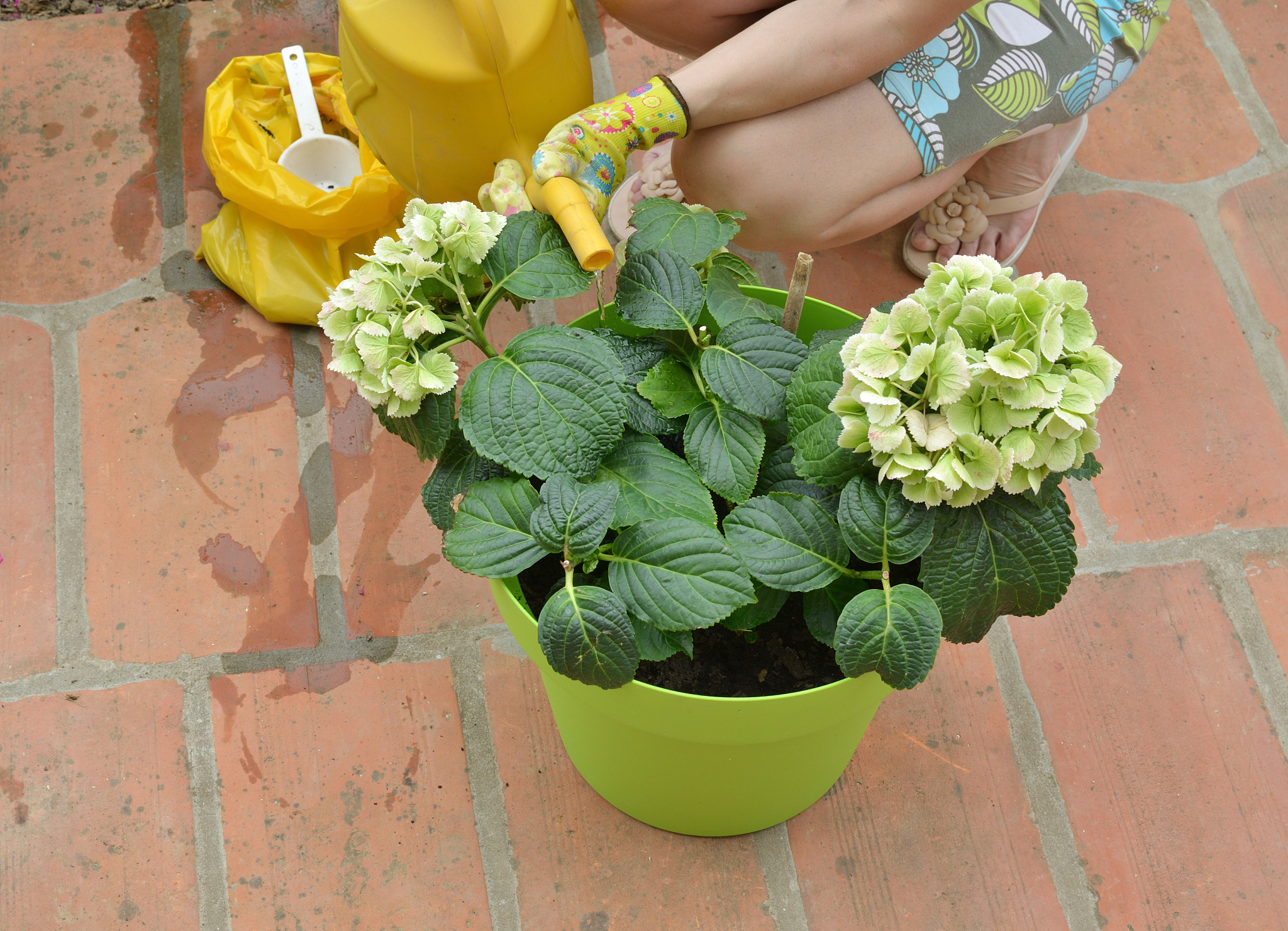 如何养好绣球花