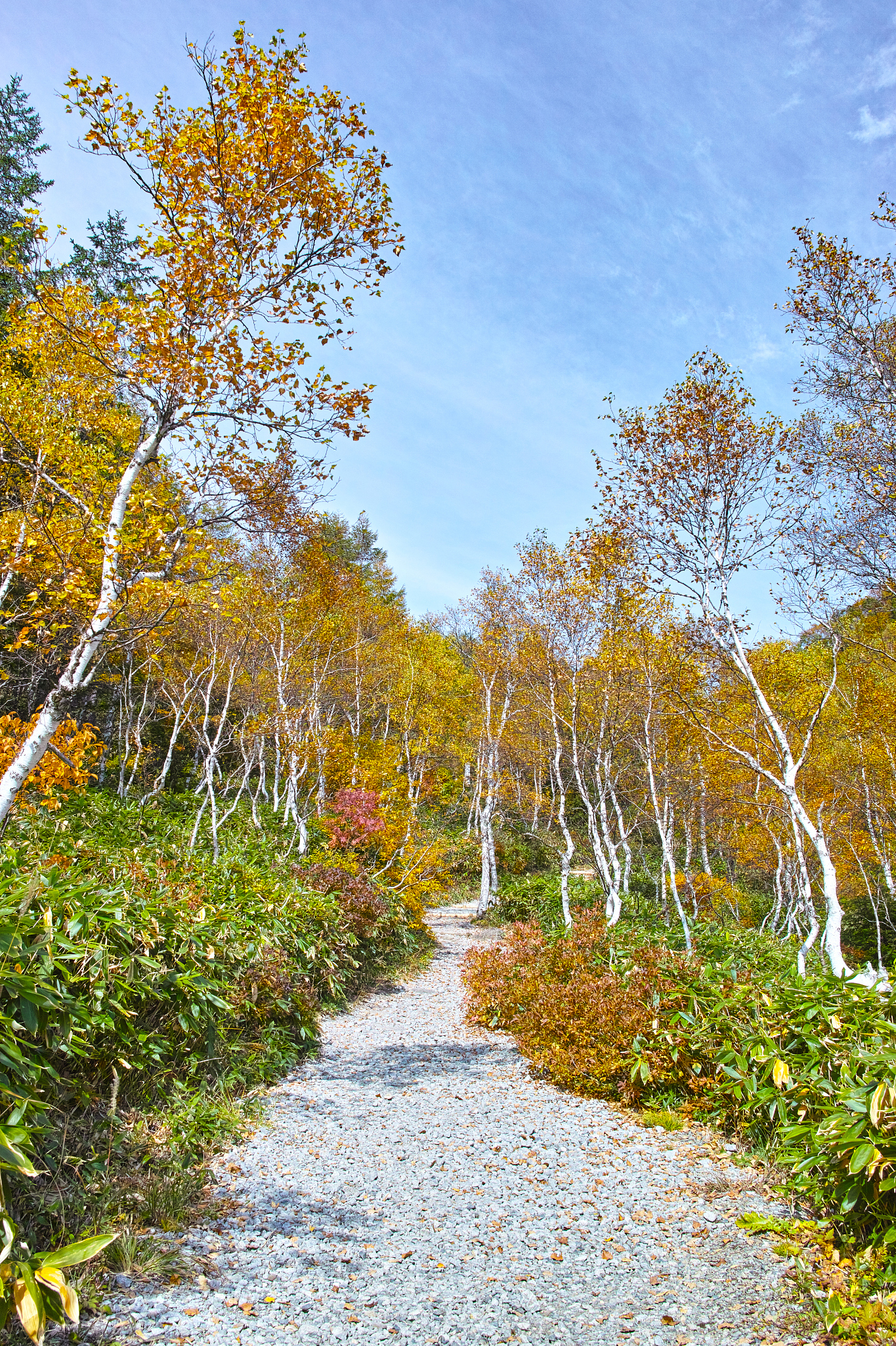 path in the birch forest