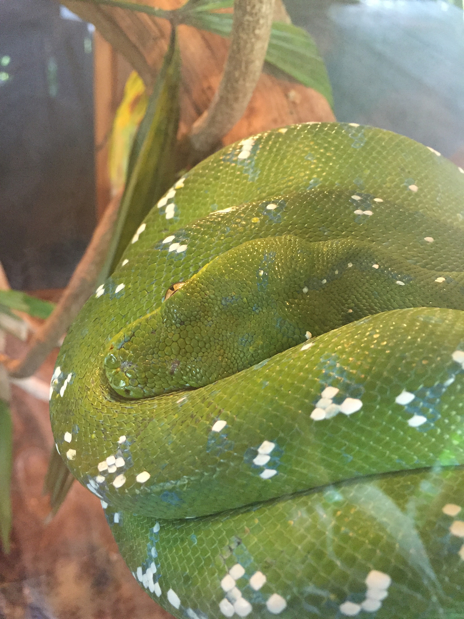 荔枝蝽害虫发育起点温度和有效积温的测定