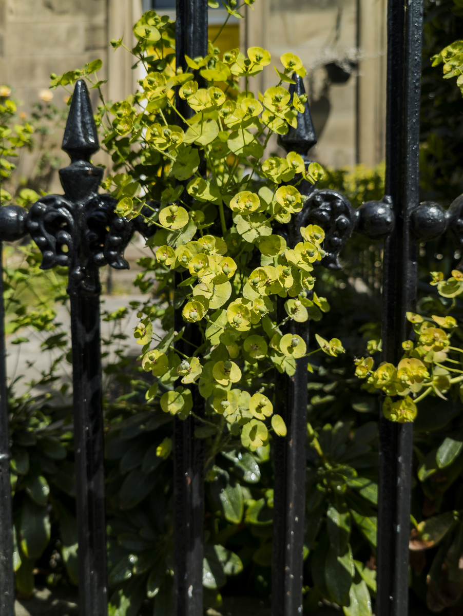 蒜香藤：美丽与危险并存，种植需谨慎！