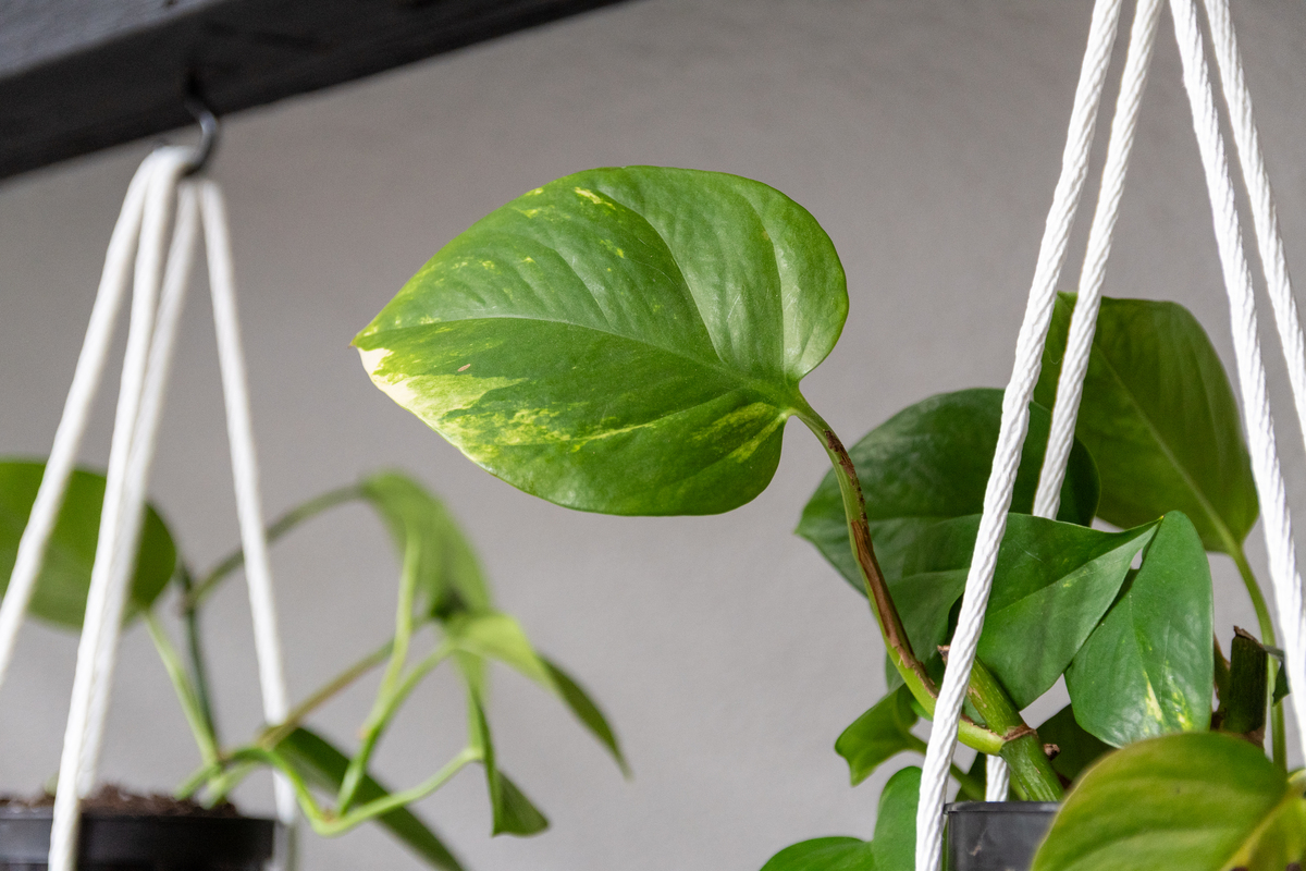 绿萝叶子小？教你正确养护方法，让它枝繁叶茂！