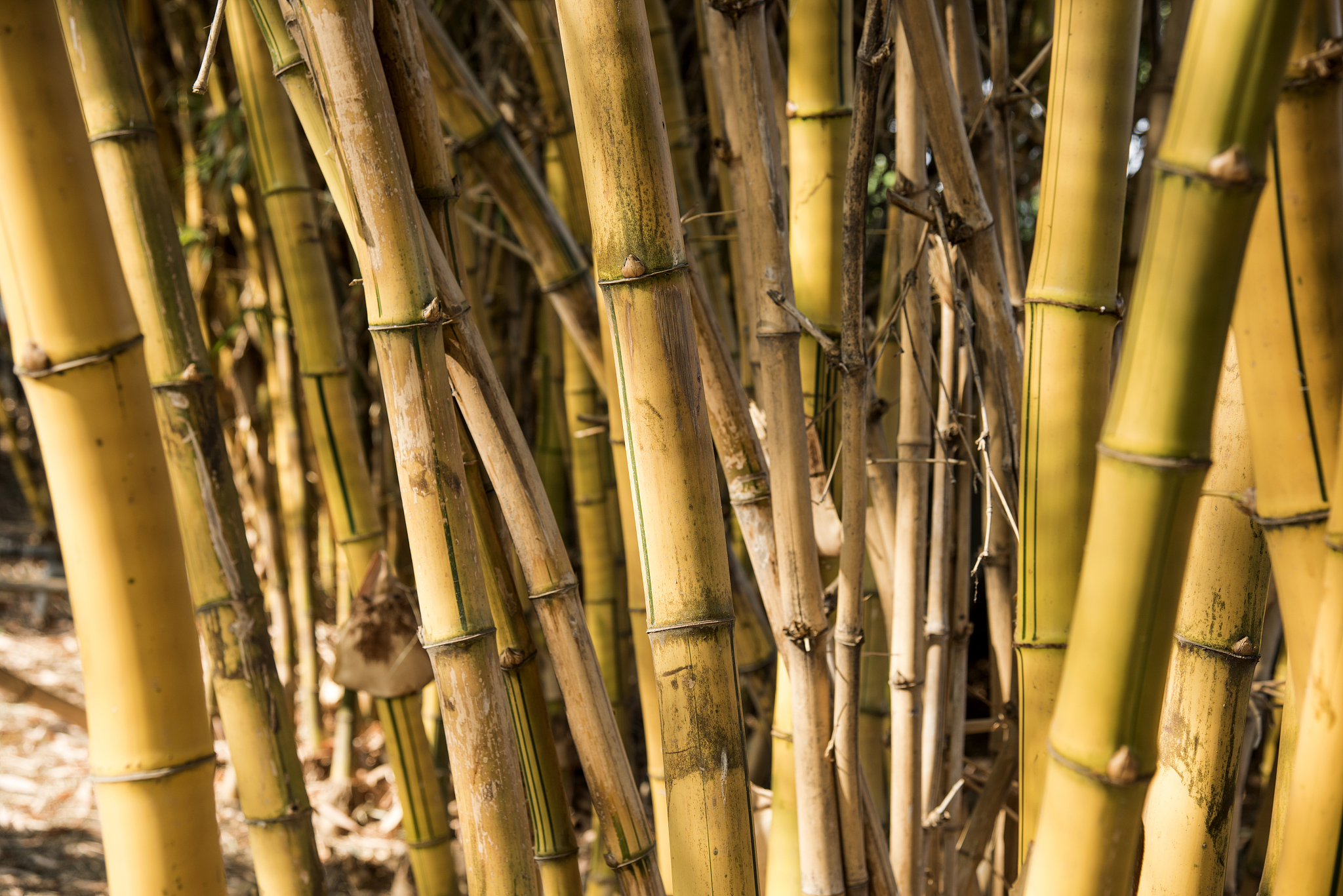 bamboo plants in forest, india.