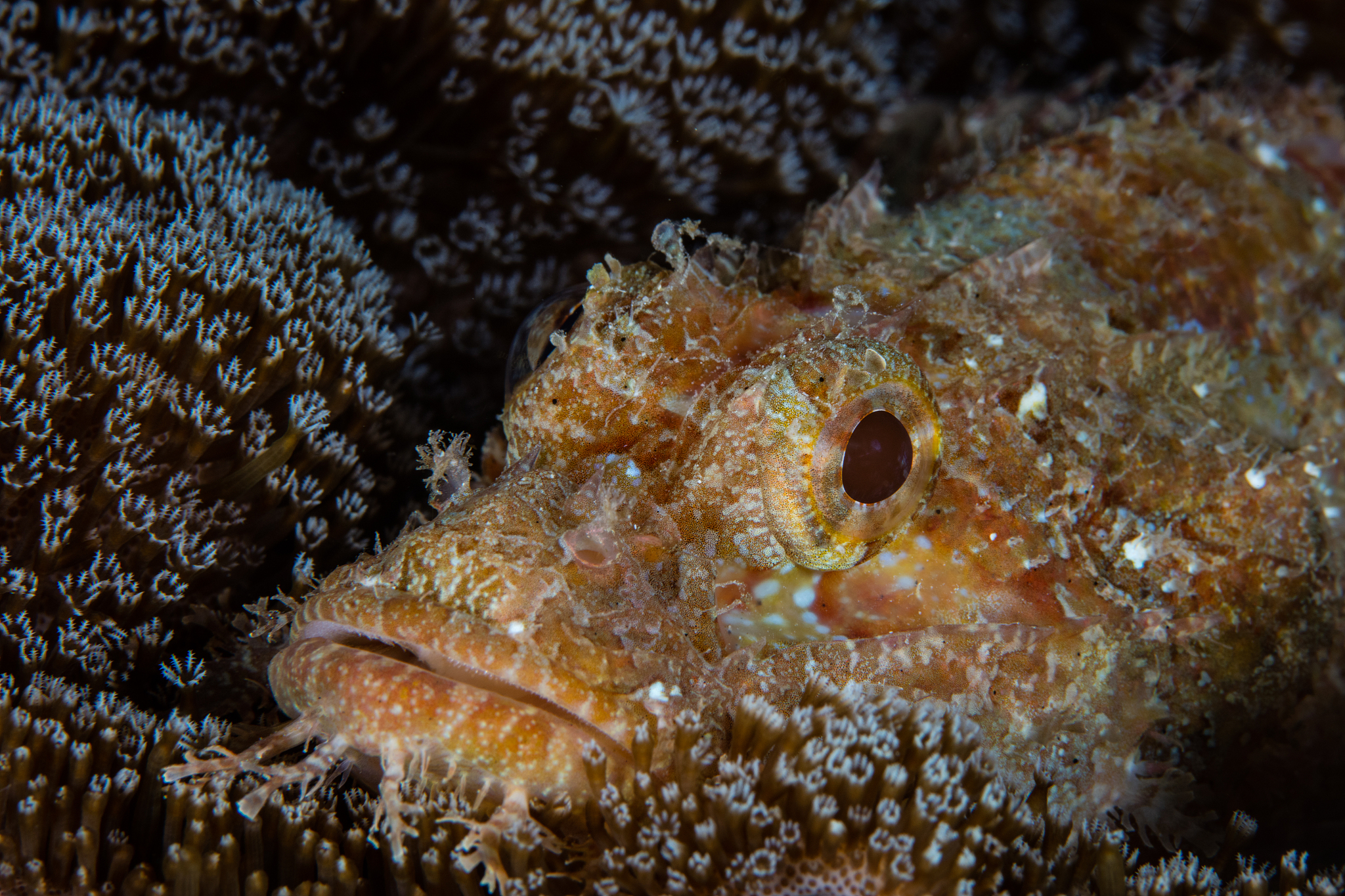 scorpionfish on reef in indonesia