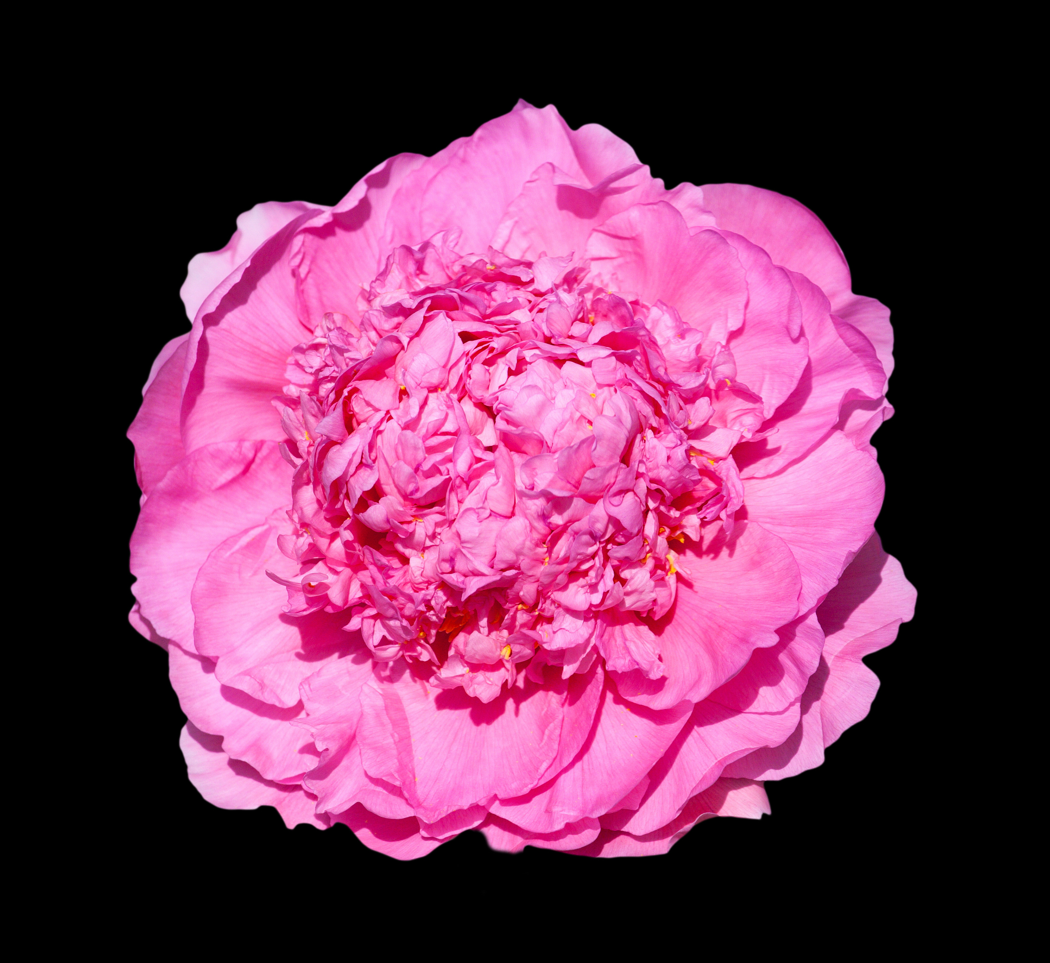 青海植物学实习结果：偏远地区考察与调查