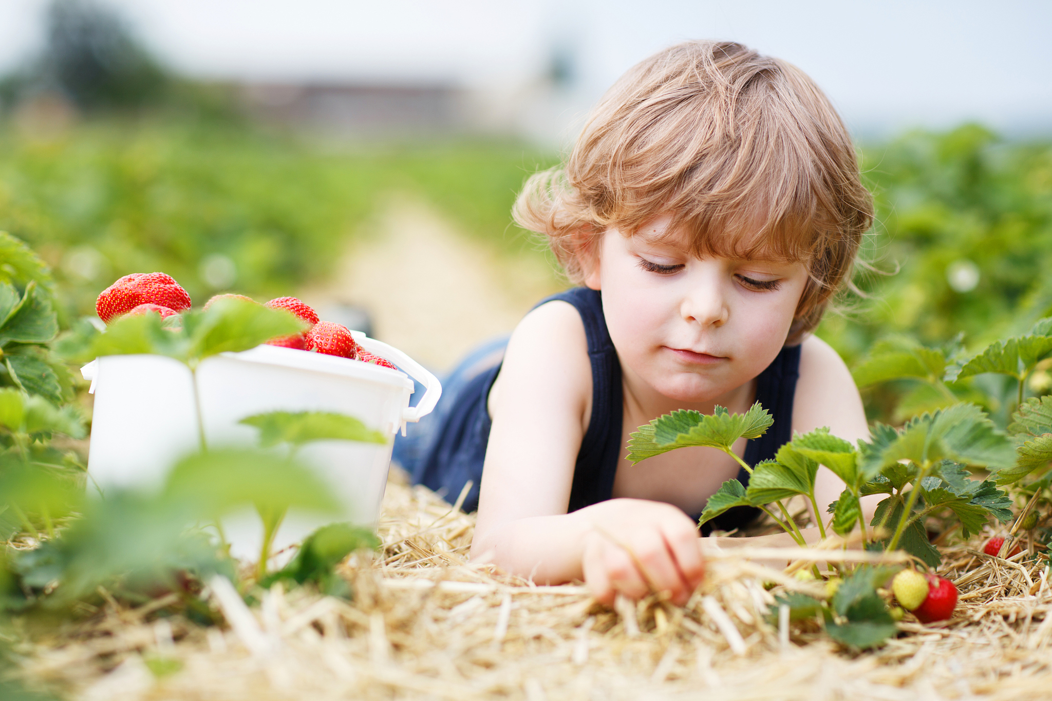 little boy picking and eating strawberries on berry farm