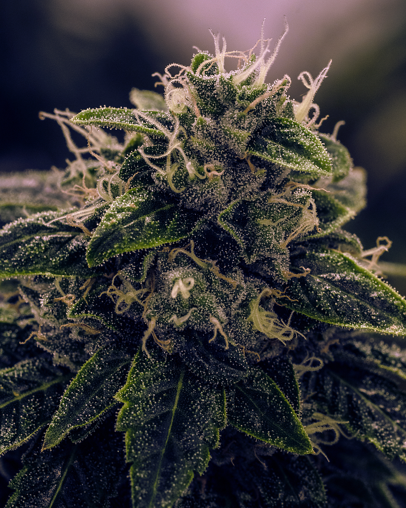 live plant cannabis bud shot