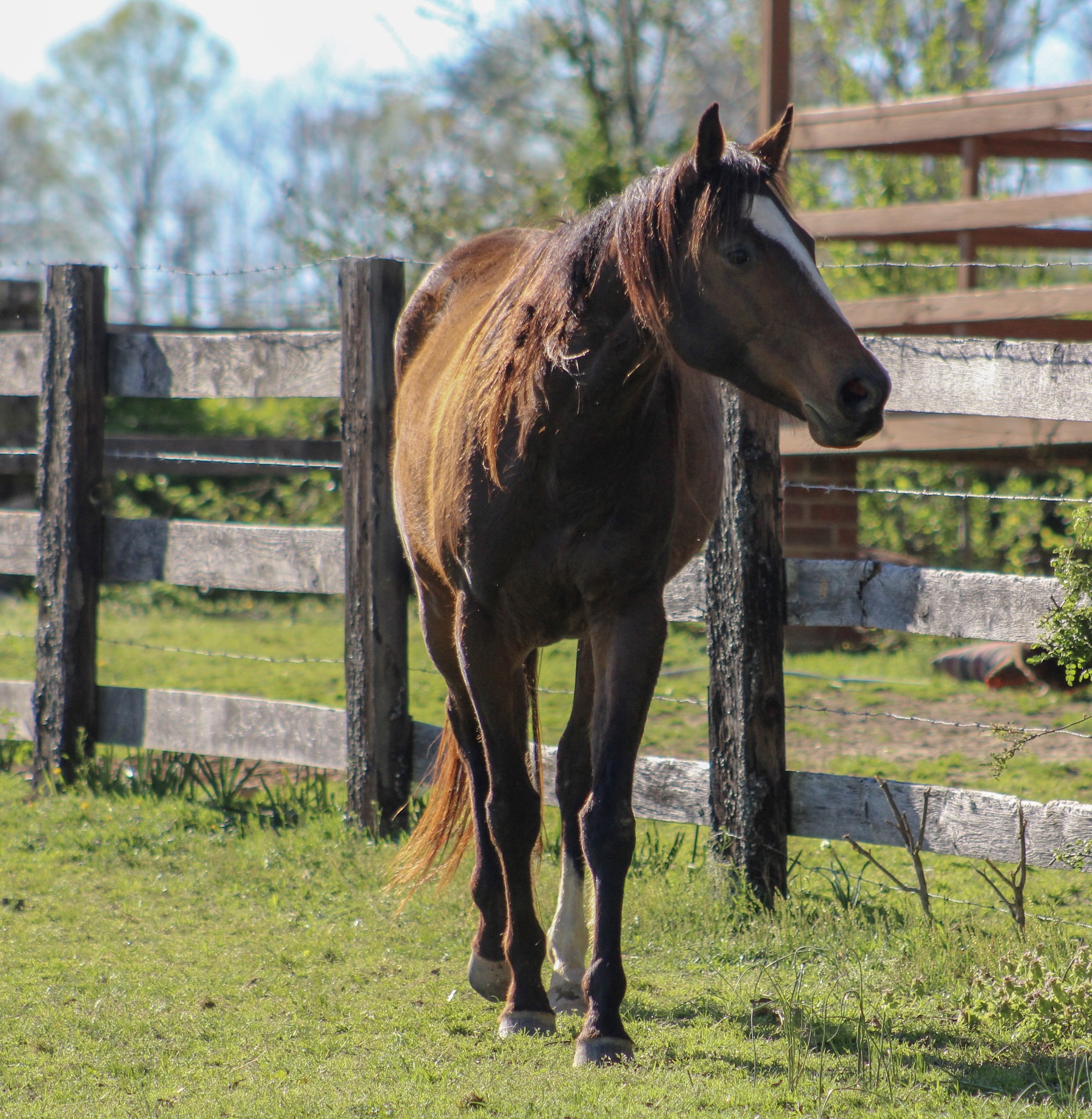 beautiful bay thoroughbred horse