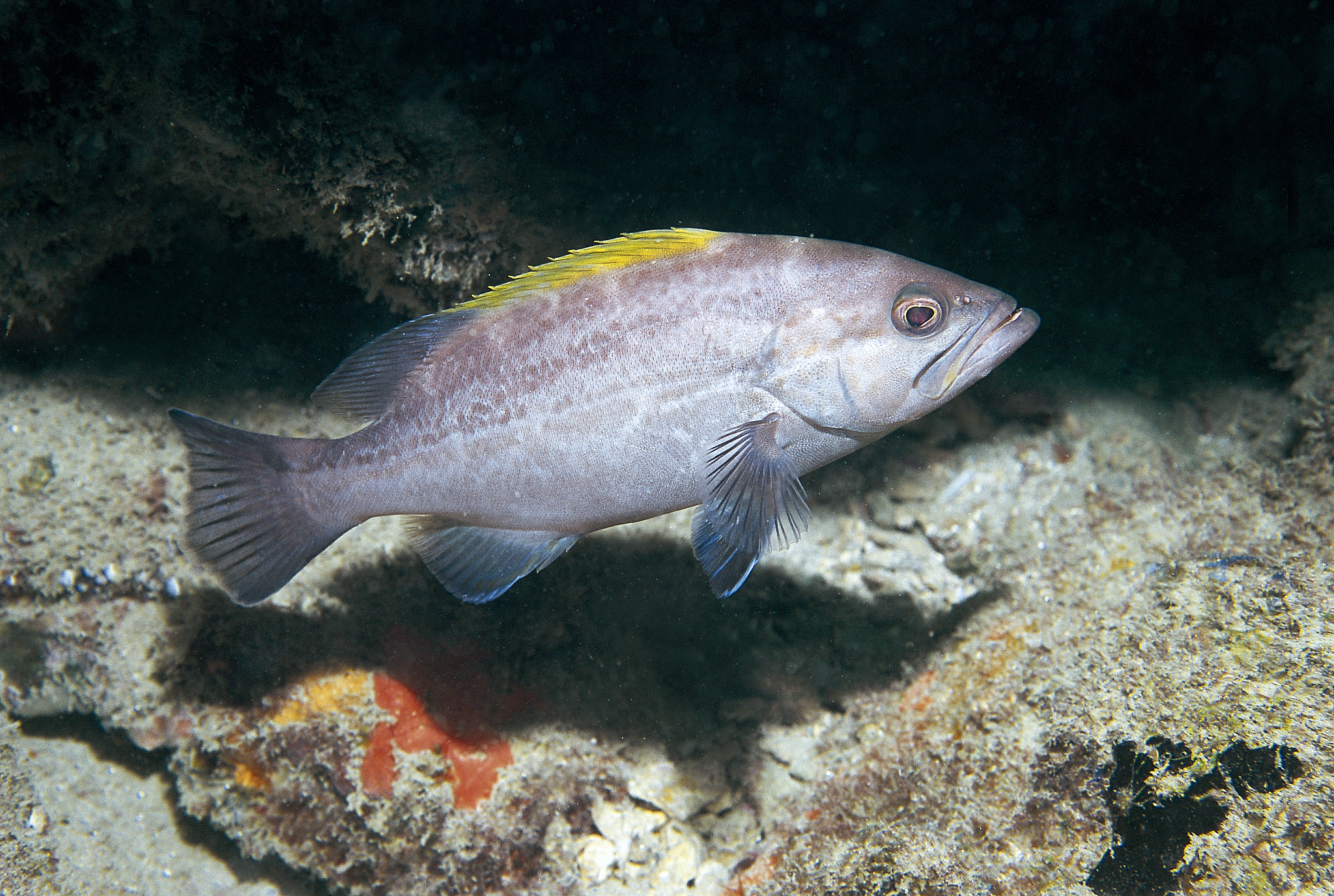 yellowmouth grouper (juvenile)