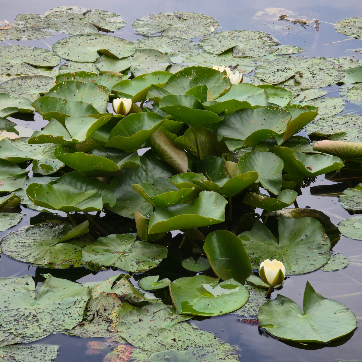 慈姑是什么科？ - 慈姑所属科植物介绍