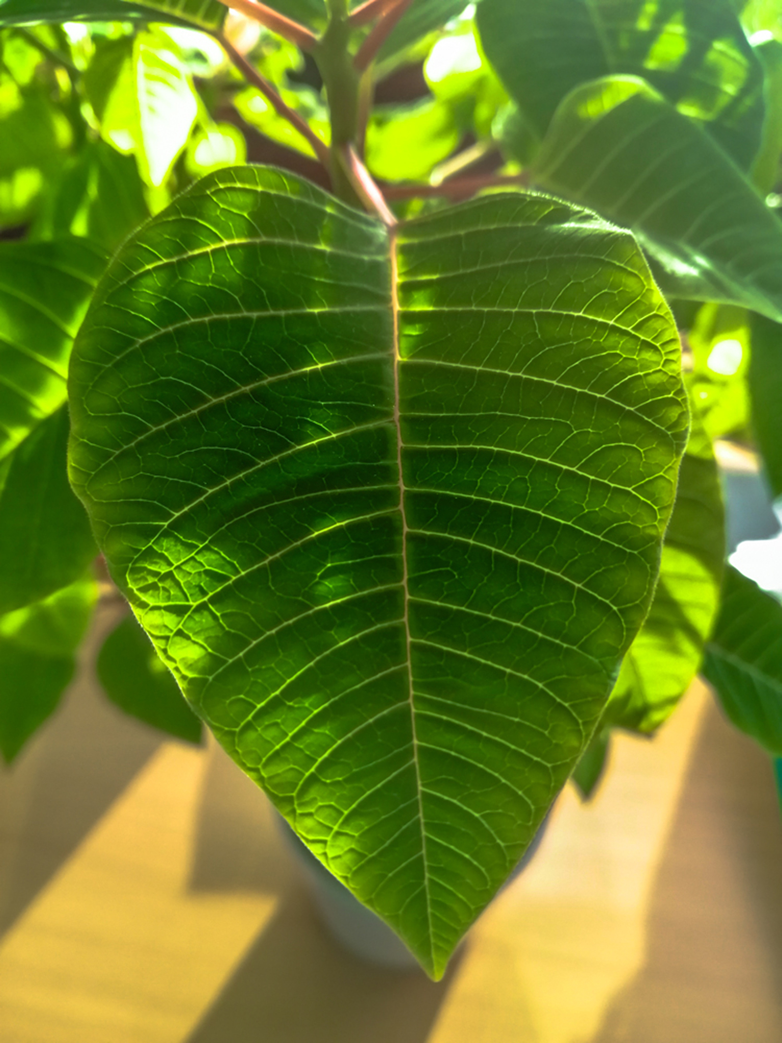 detail variety of natural plant leaves to the sun in green color