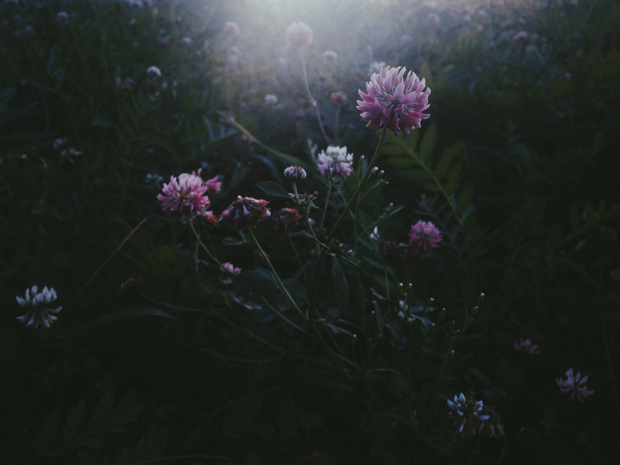 续写花夜前行8000字