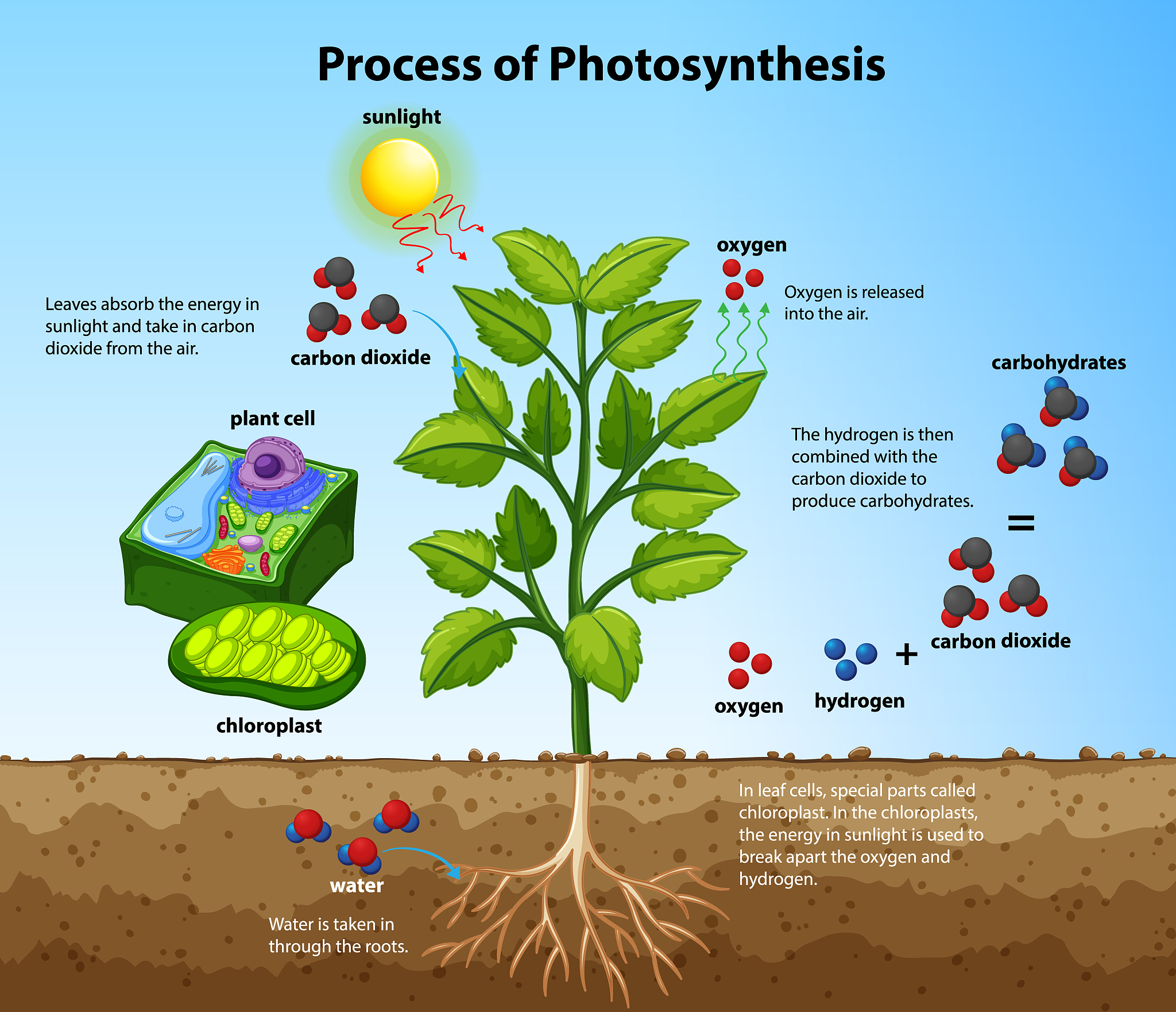 Cooperative Root Foraging: Maximizing Group Fitness for Optimal Resource Acquisition