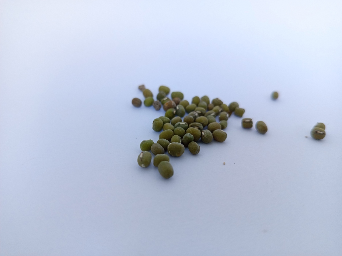 绿豆冷冻后多久可以煮？保存方法和最佳食用时间！