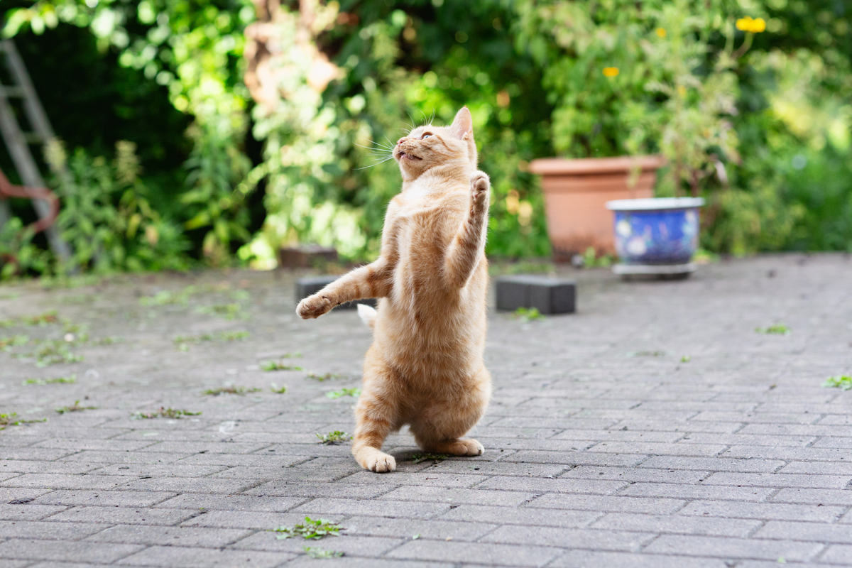 猫咪为何在抱球时会用脚蹬？探秘猫咪的趣味行为