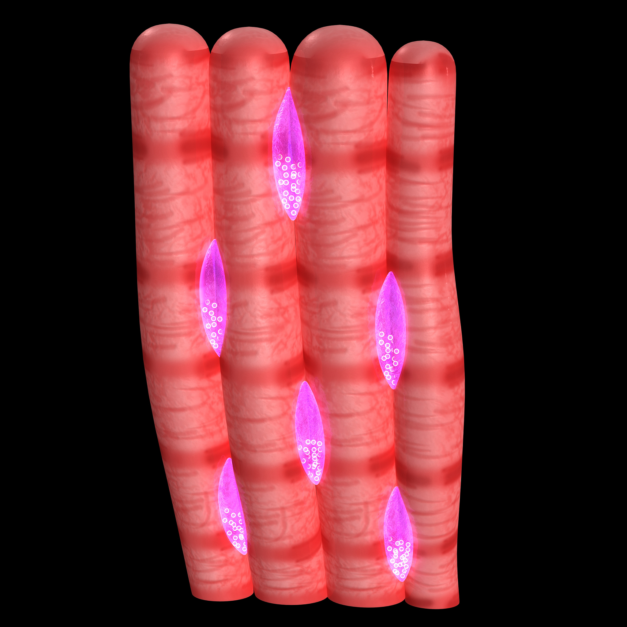 肌球蛋白红外光谱分析：揭示肌肉收缩的秘密