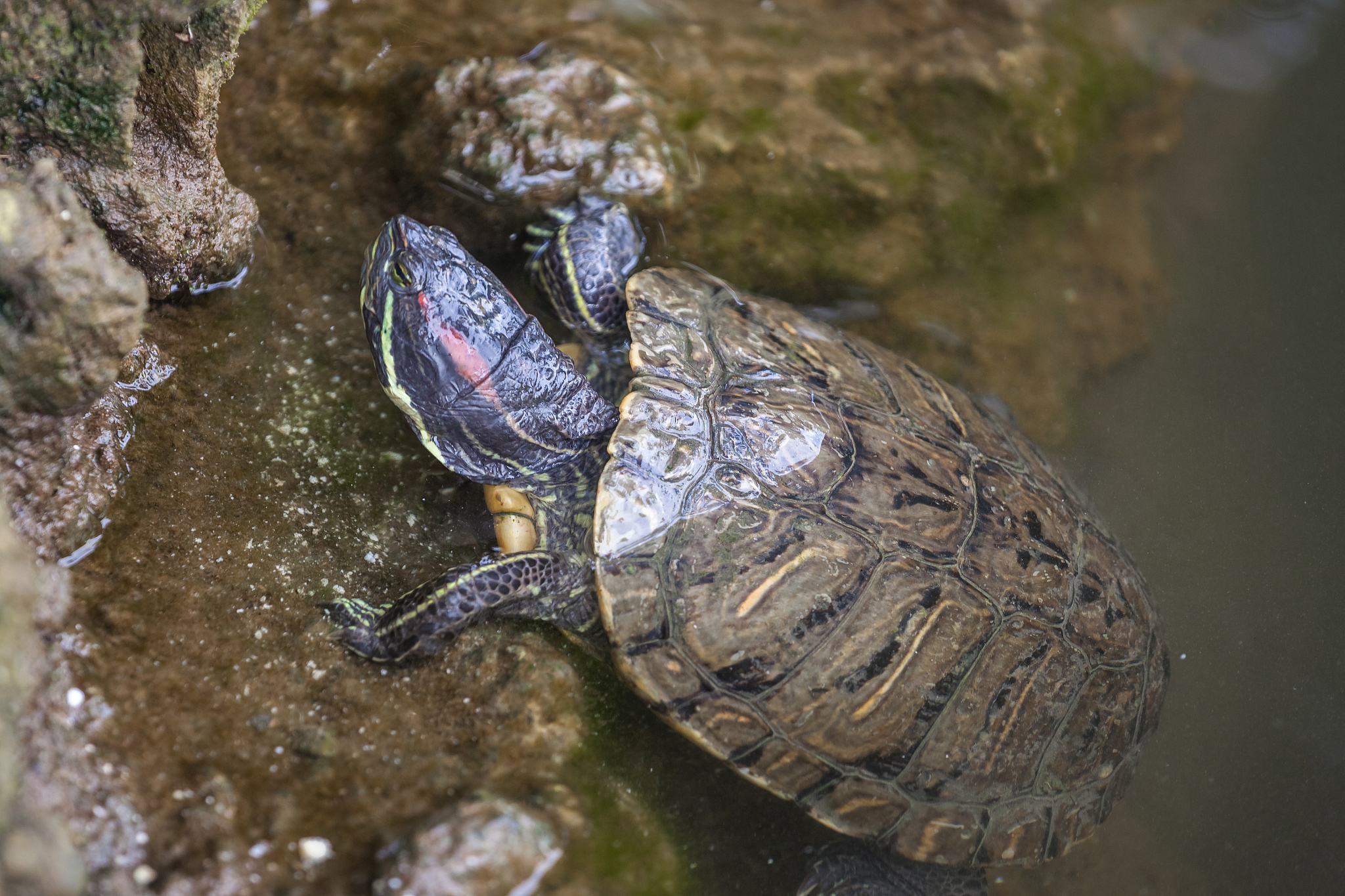 turtles in milans sempione park, animals, fauna