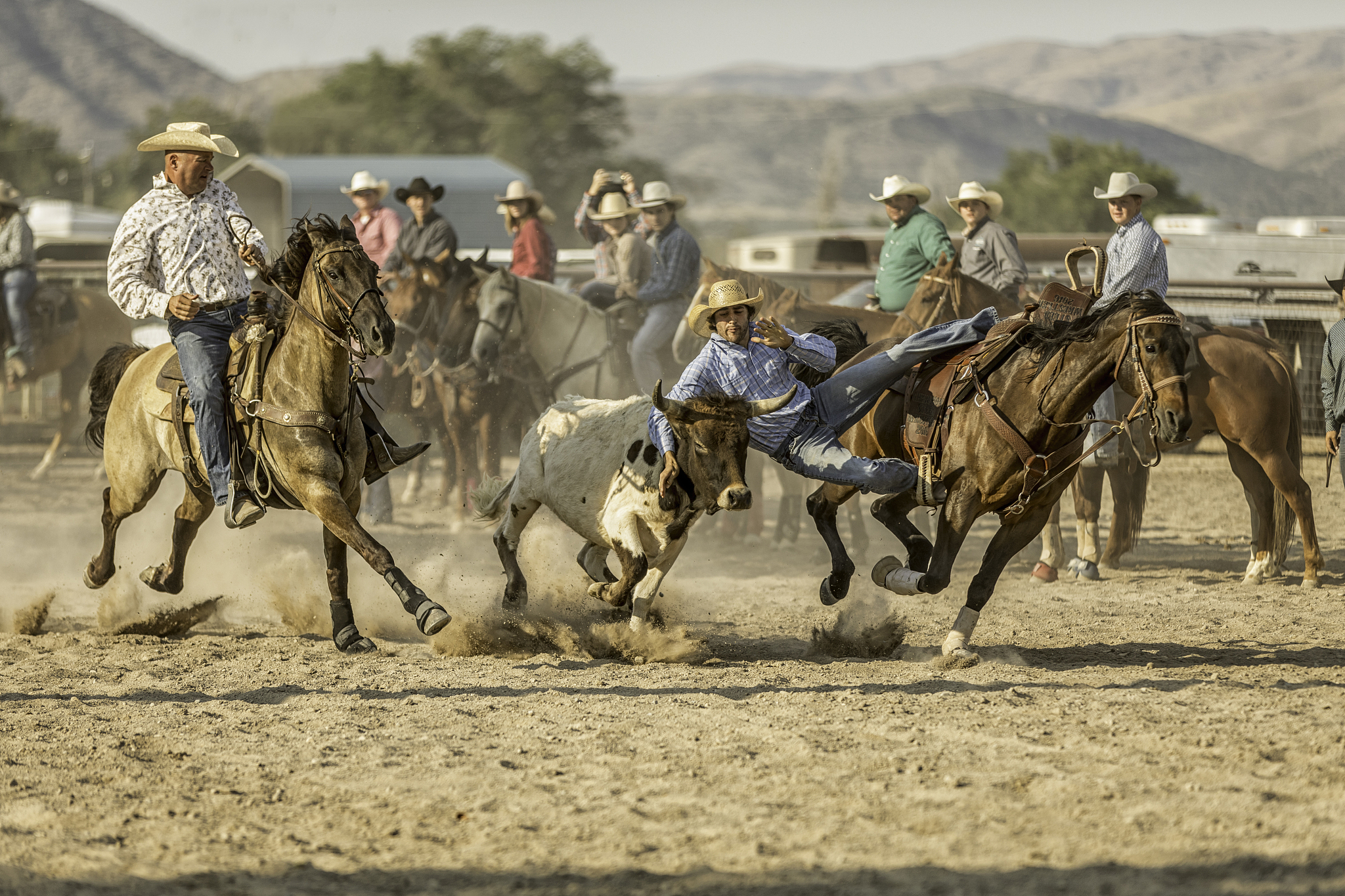 steer wrestling