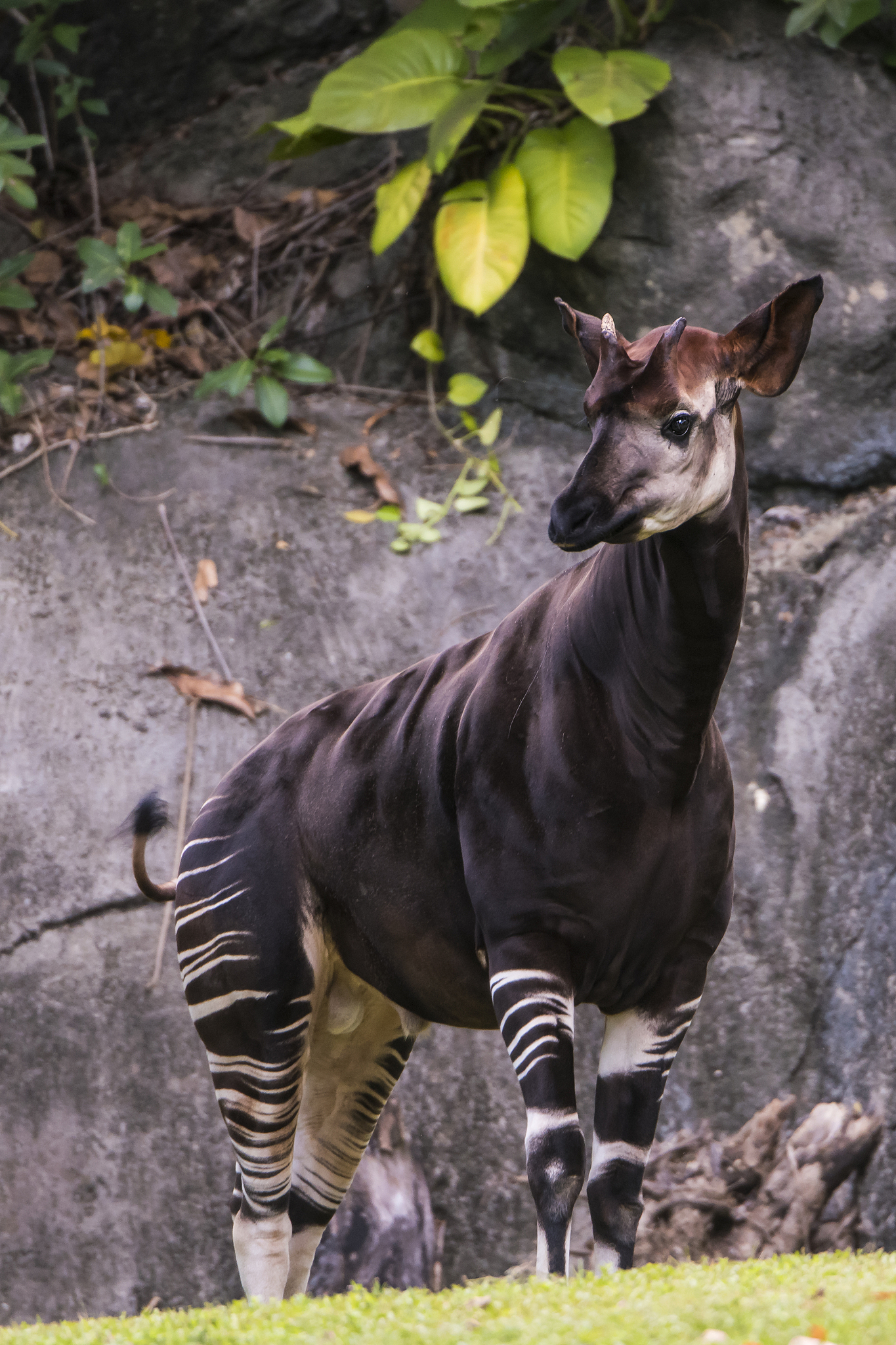okapi