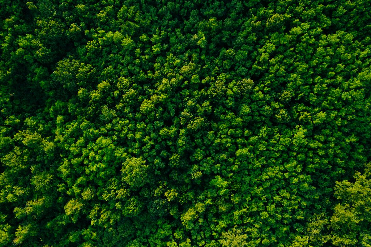 灌木丛是什么意思？ - 了解灌木丛的特征、生态功能和保护