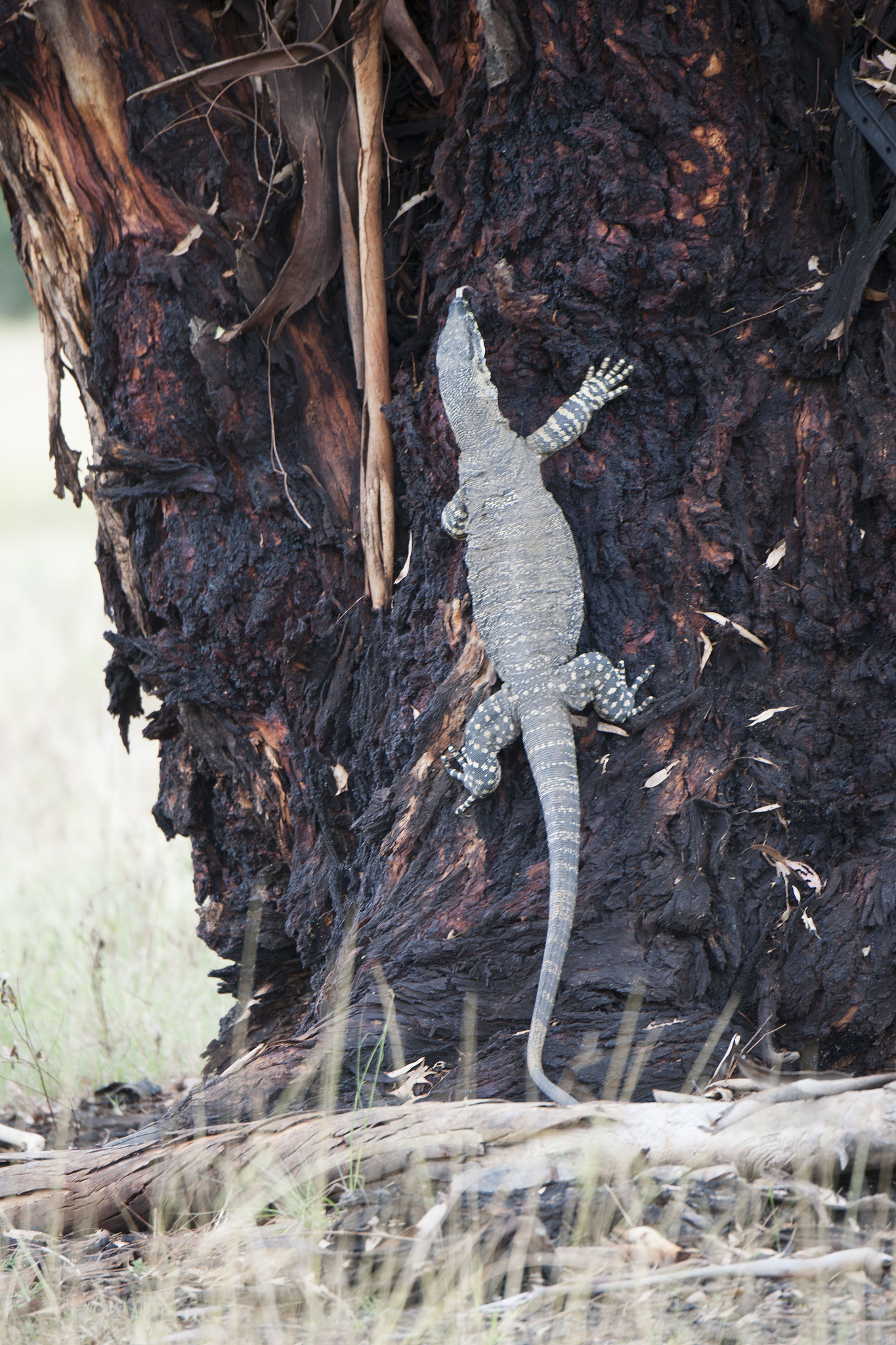 泰国农村惊魂：湖怪袭击，人类与怪物的惊险对峙
