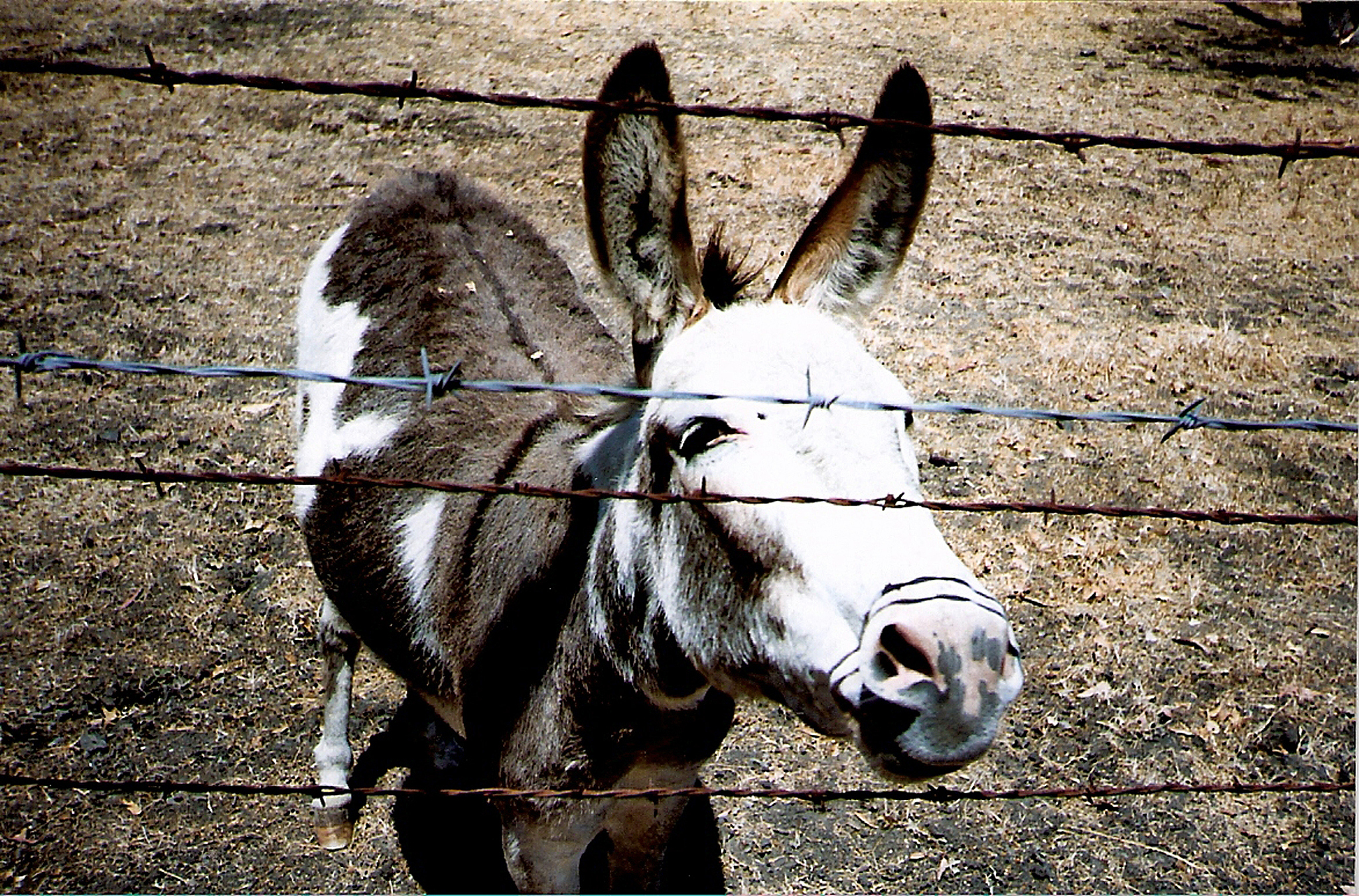 affectionate miniature donkey