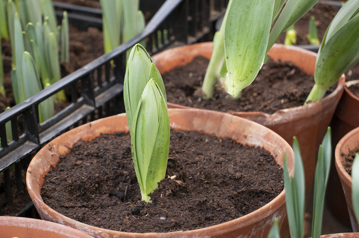 郁金香种植方法：从选种到收获，详细步骤解析