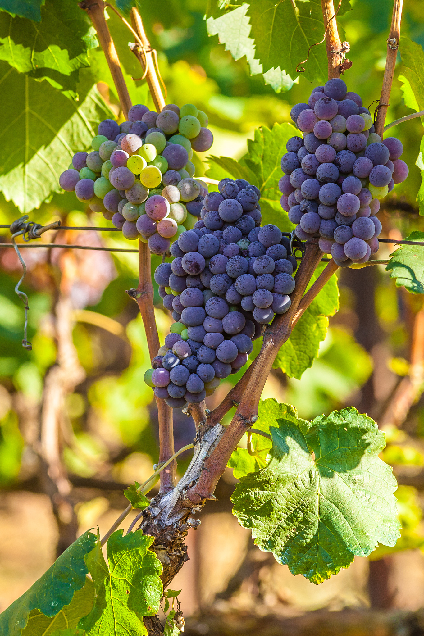 grapes